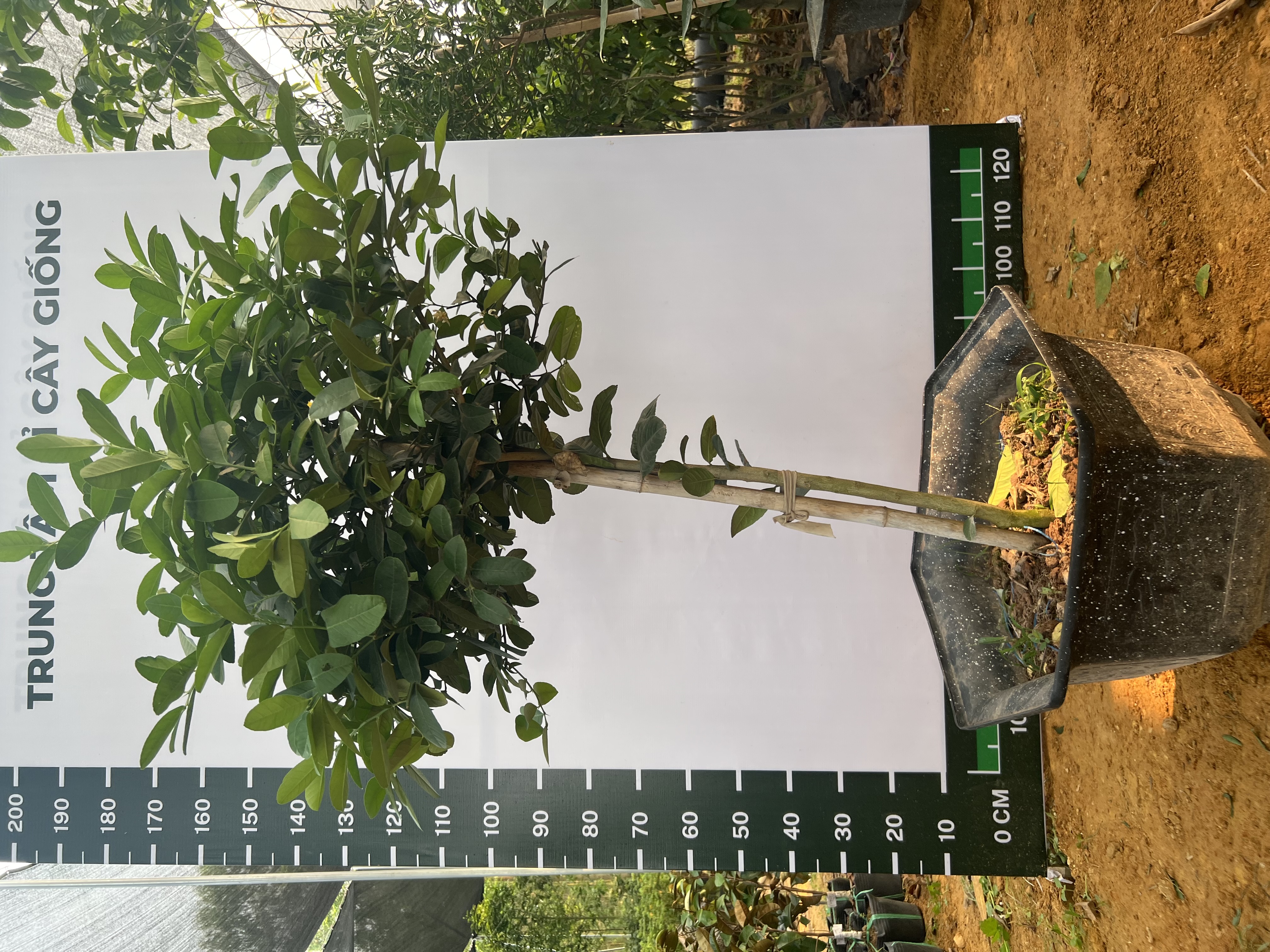 Chanh vàng mỹ cao 1.5-1.8m PT159 CALATA