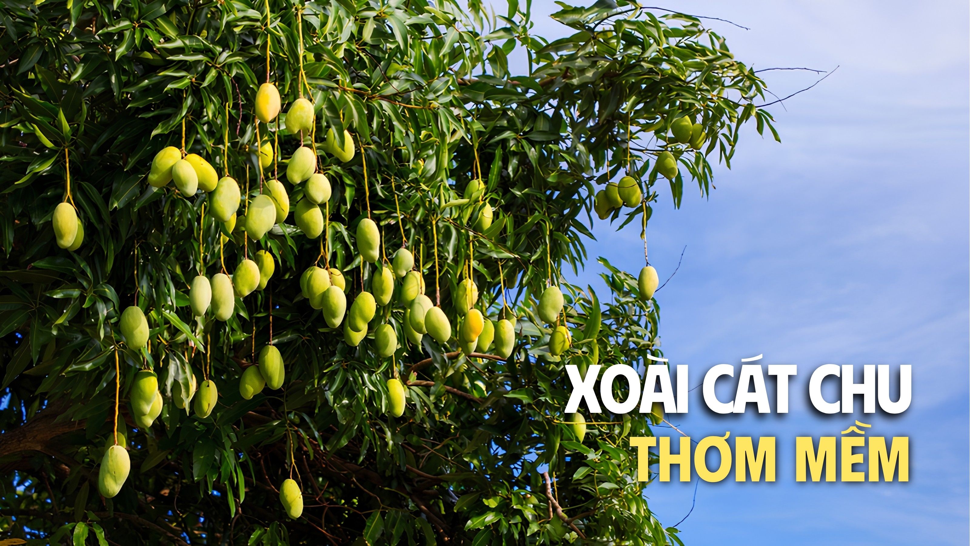 xoài cát chu 