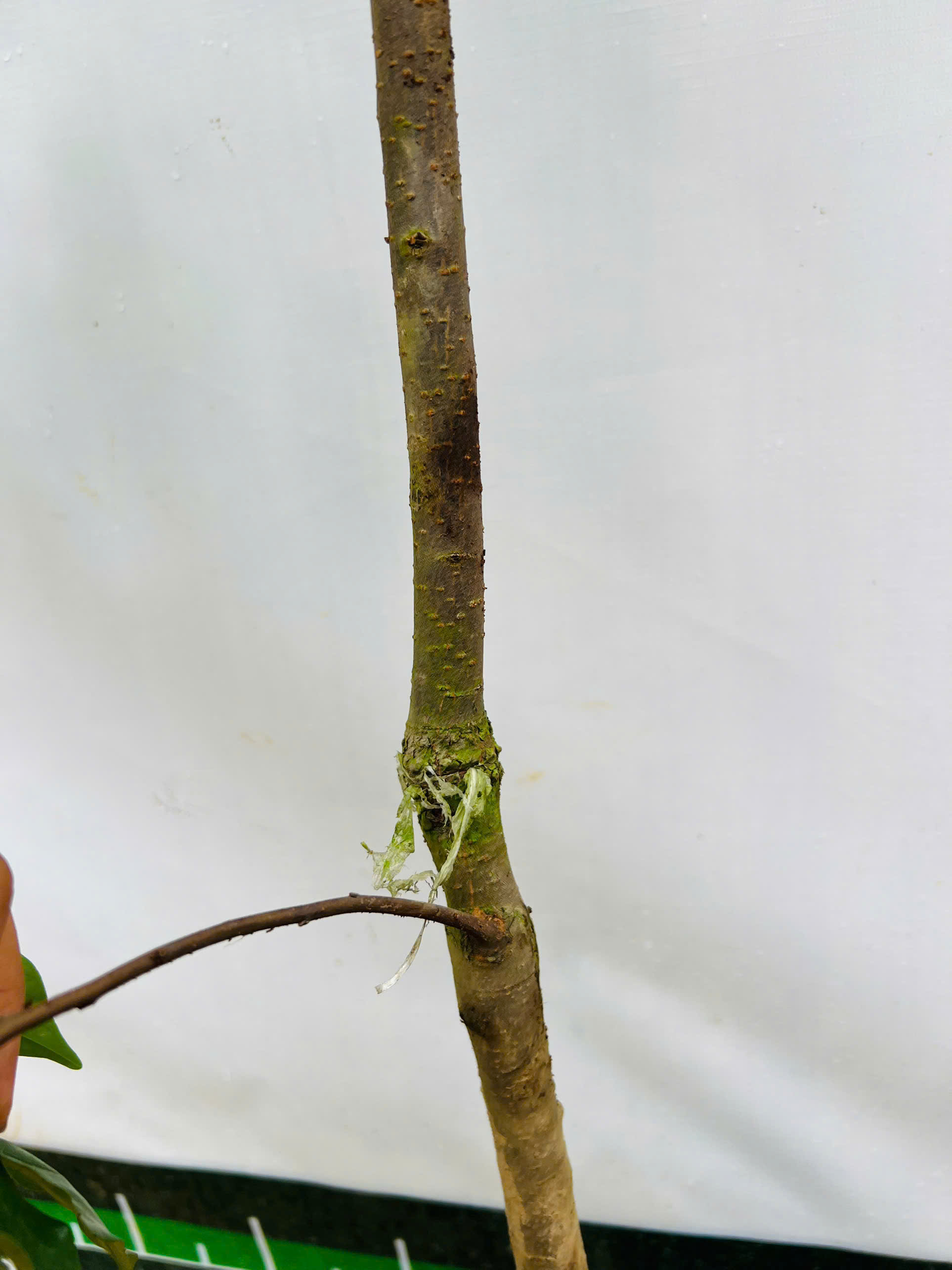 Hồng đỏ cao 1,7-1,8m PT229 CALATA_thumbnail_2