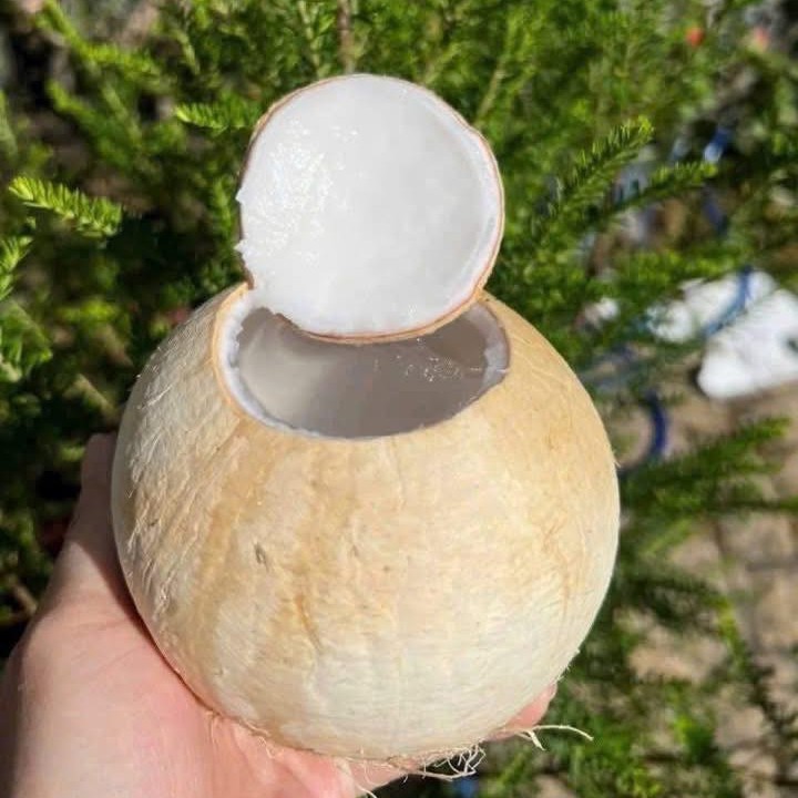 Dừa Xiêm Gọt Trọc_thumbnail_1