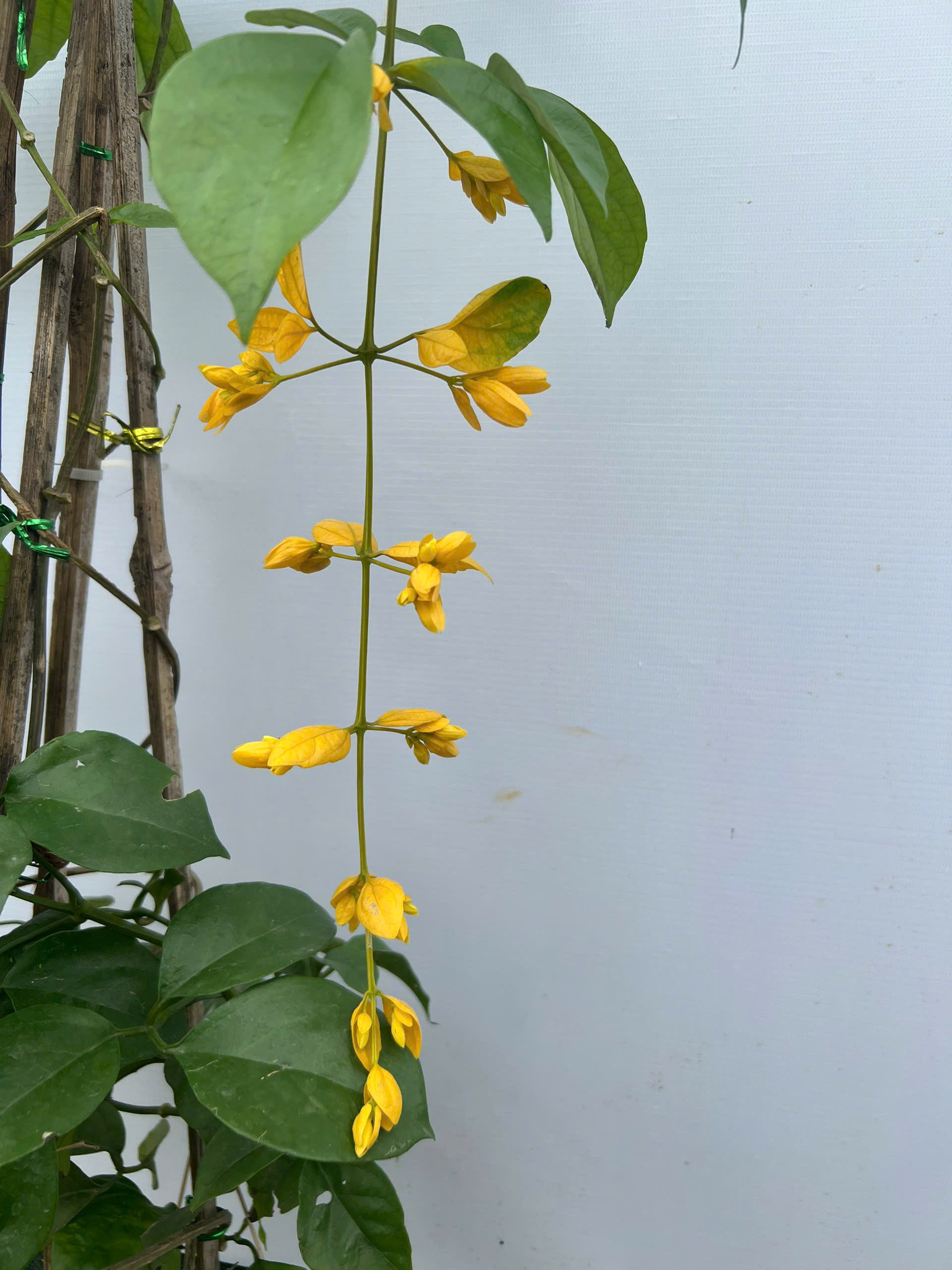 [THANH LÝ] Lan hoàng dương cao 70-80cm PT211 CALATA_thumbnail_2
