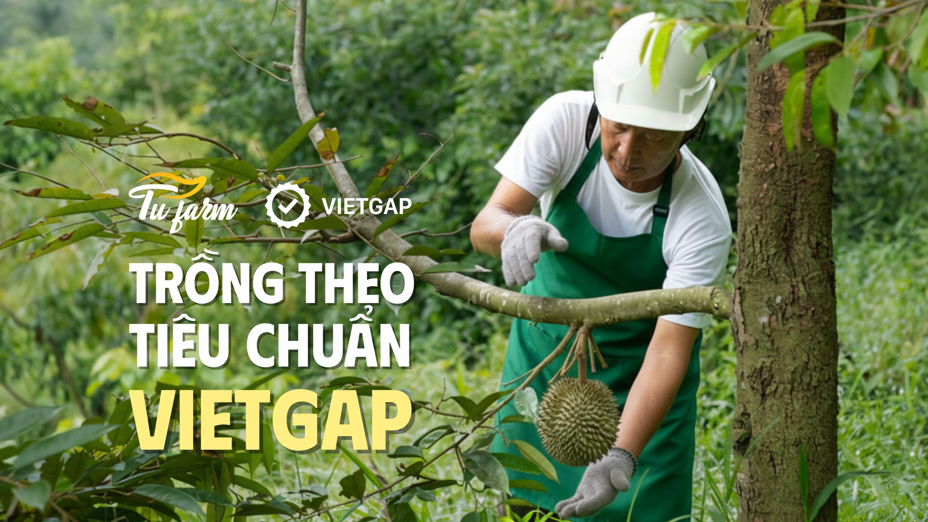 sầu riêng ri6 miền tây 