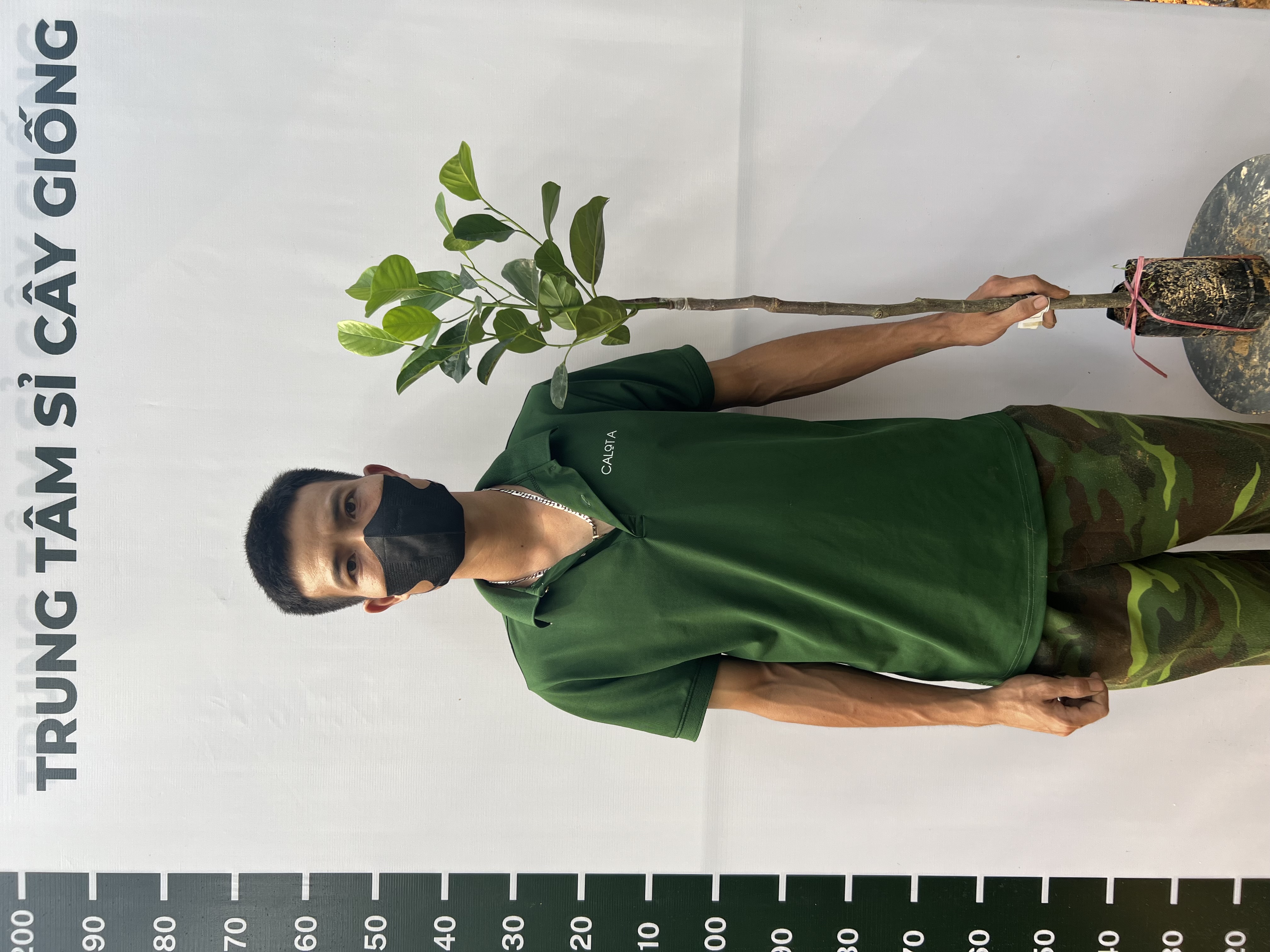 [SIÊU SALE] Mít Indo ruột đỏ sơ vàng cao 40-55cm PT38 CALATA_thumbnail_6