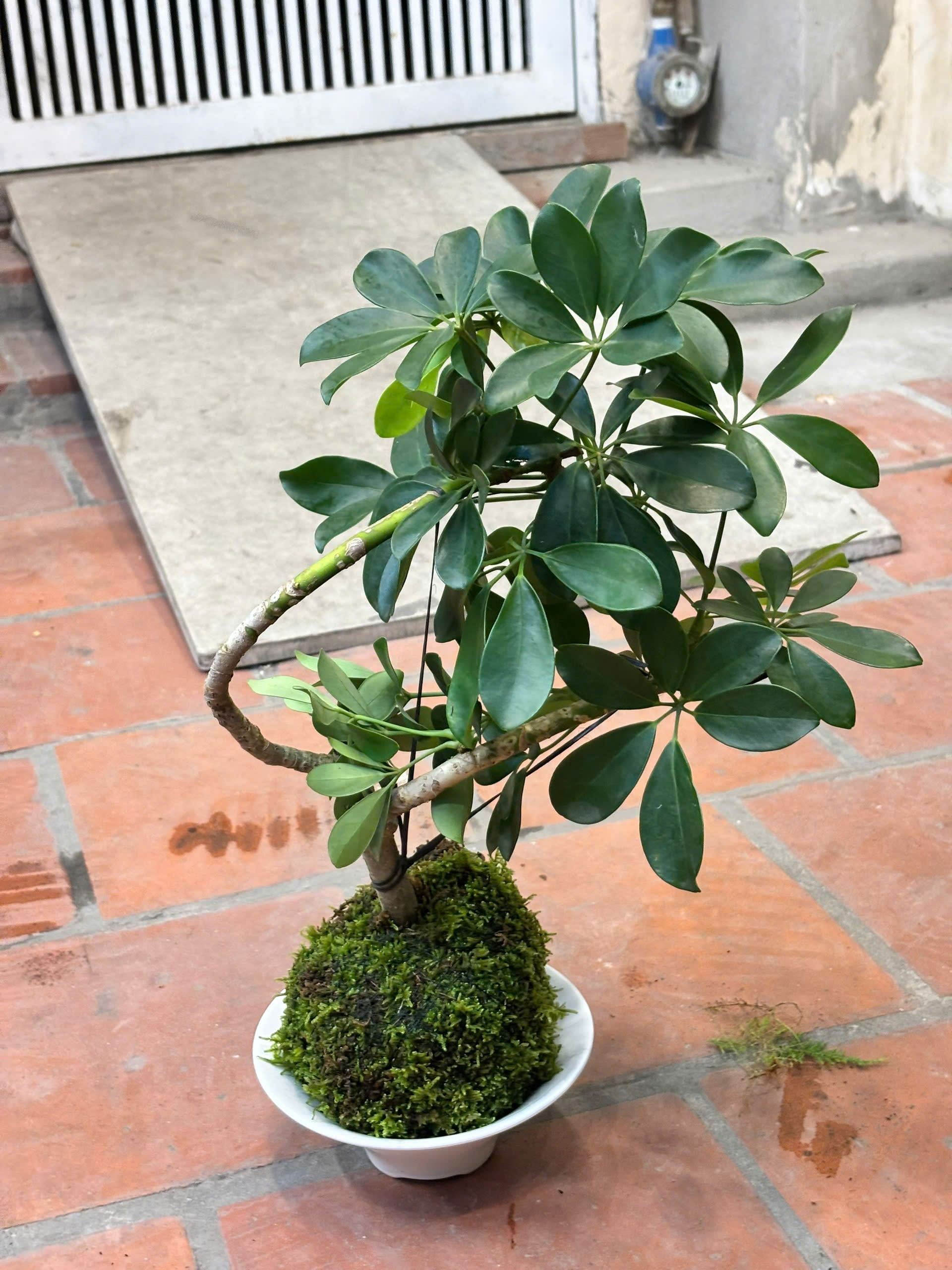 KOKEDAMA_thumbnail_4