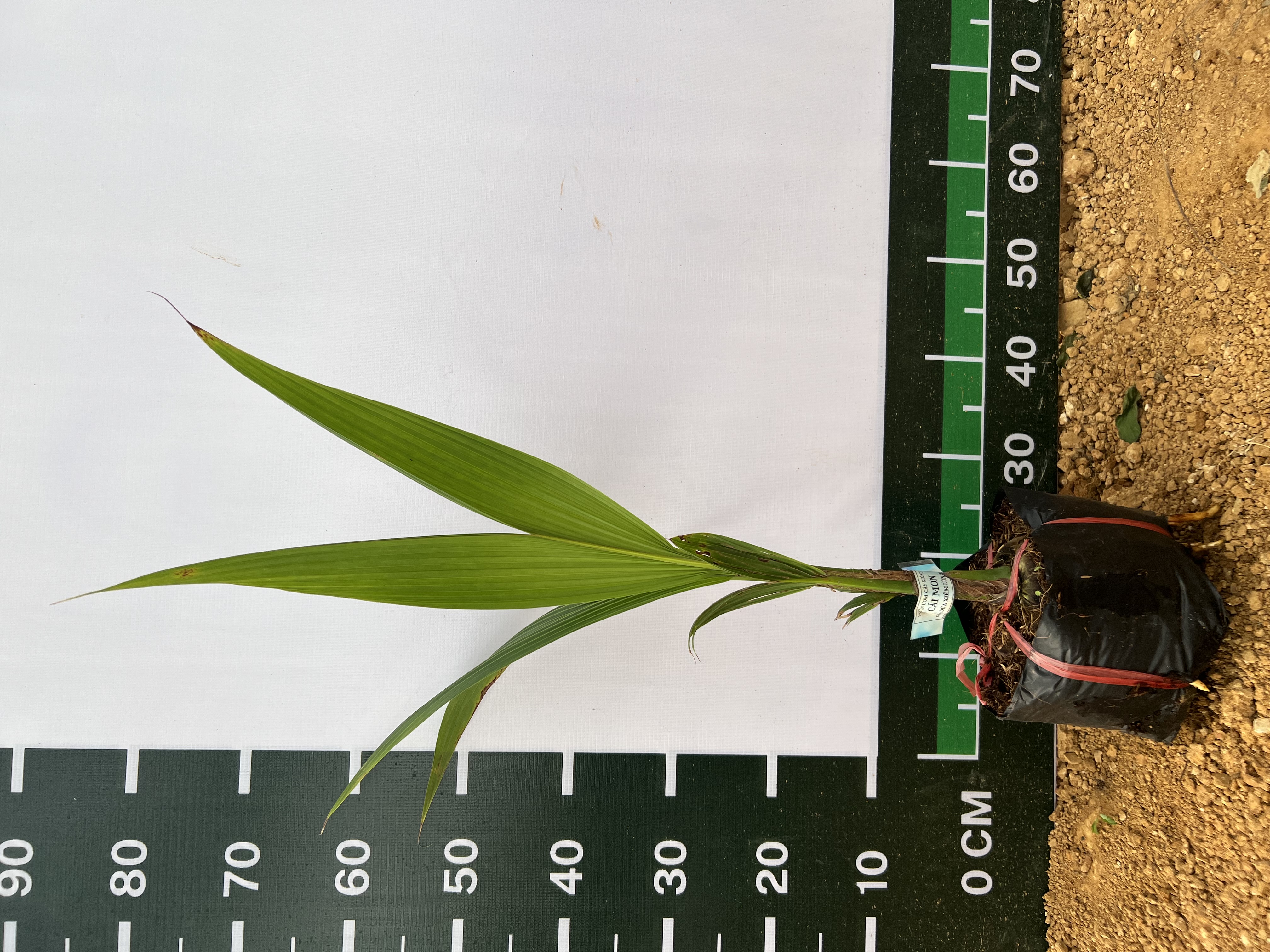 Dừa xiêm xanh lùn cao 30-40cm PT19 CALATA