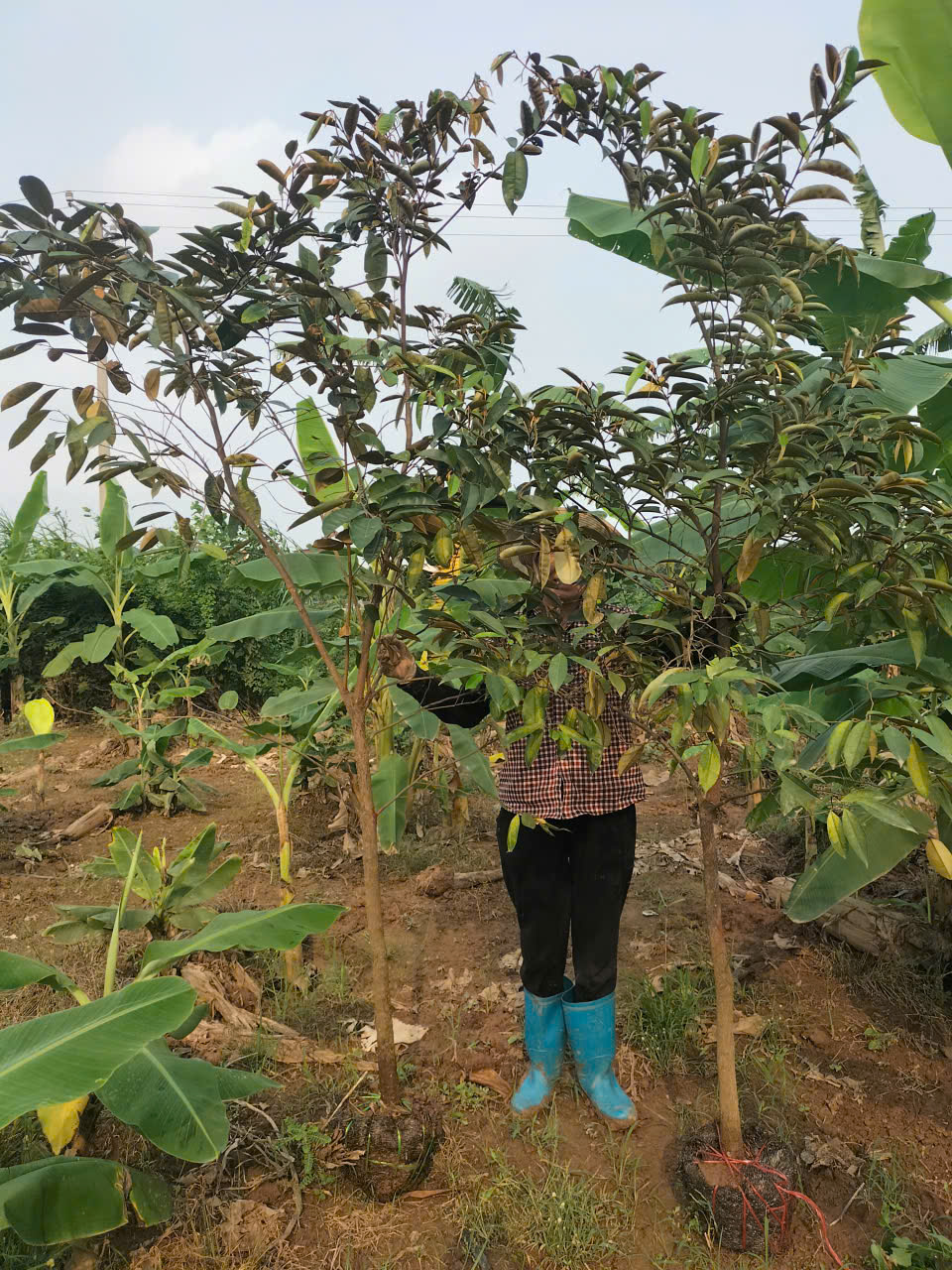 Vú sữa tím Mi ca cao 2.5-3m PT195 CALATA