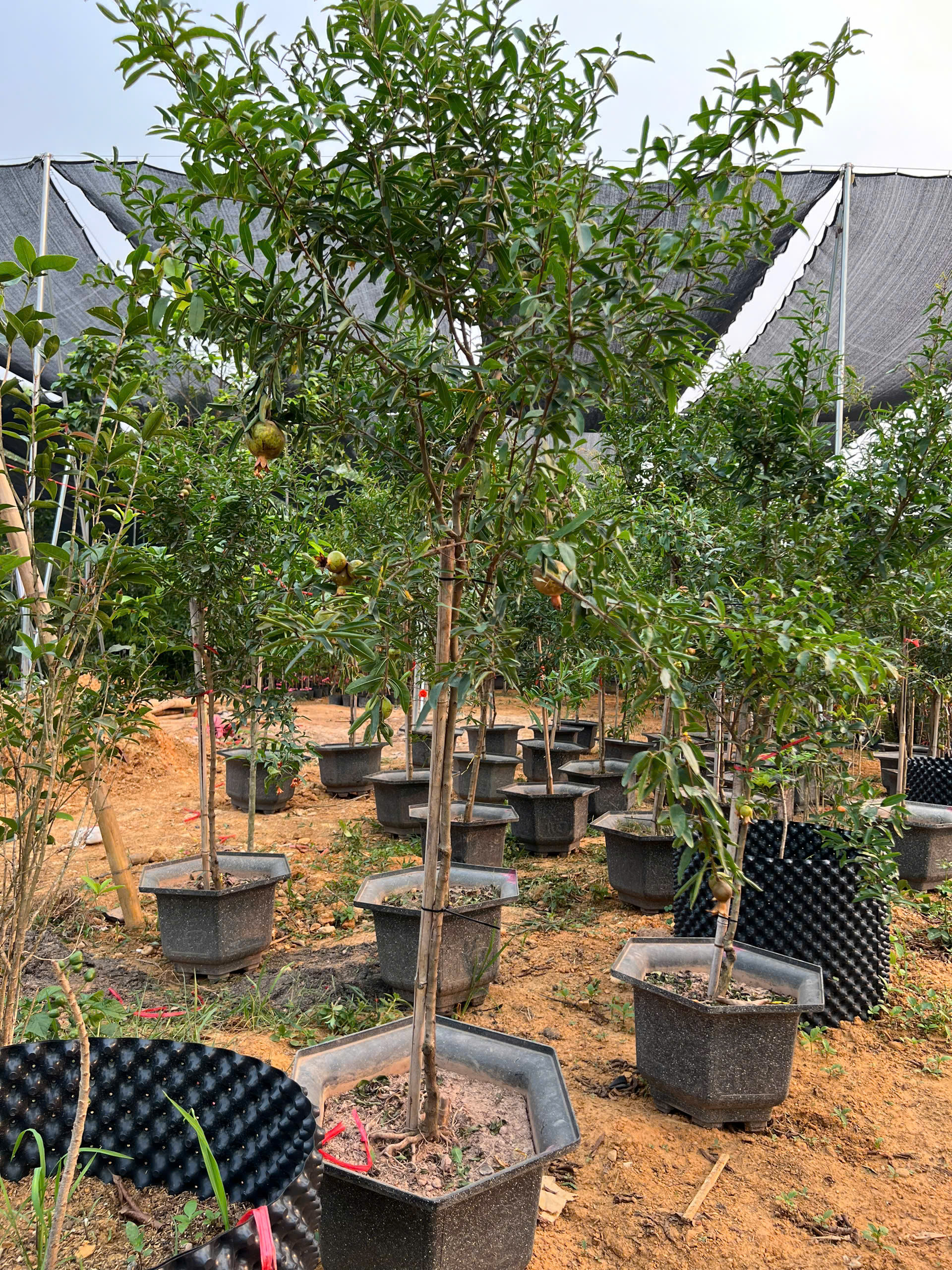 Lựu cao 2-2.2m PT170 CALATA_thumbnail_4