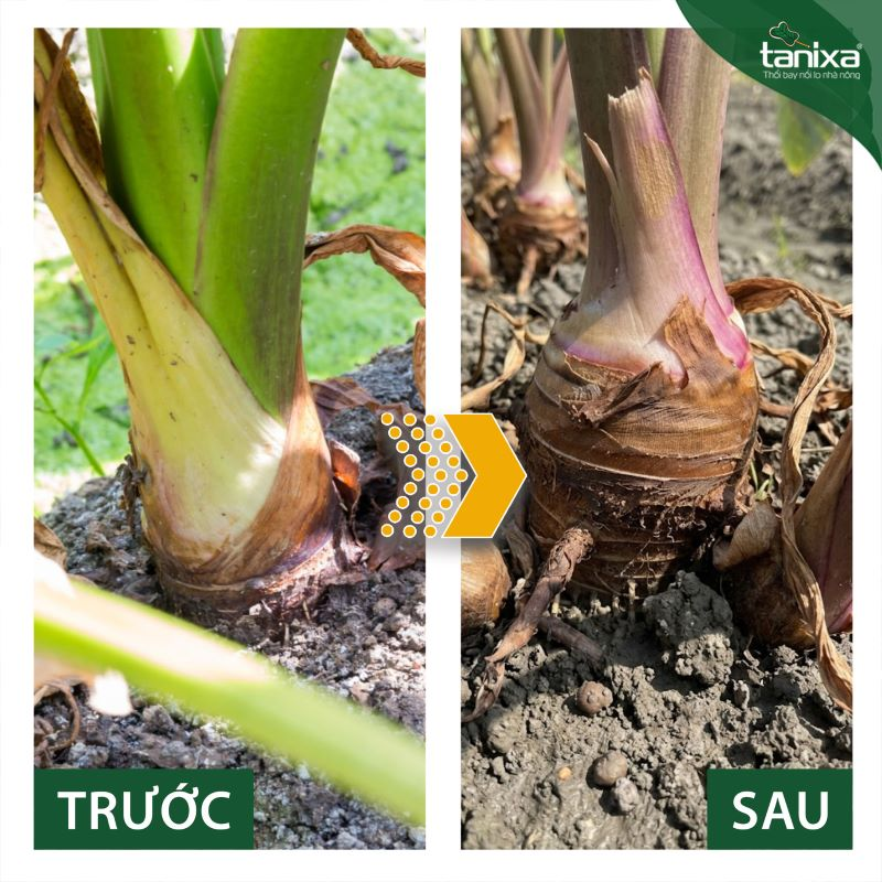Bộ vô bột- chắc củ Tanixa (nhỏ)_thumbnail_4