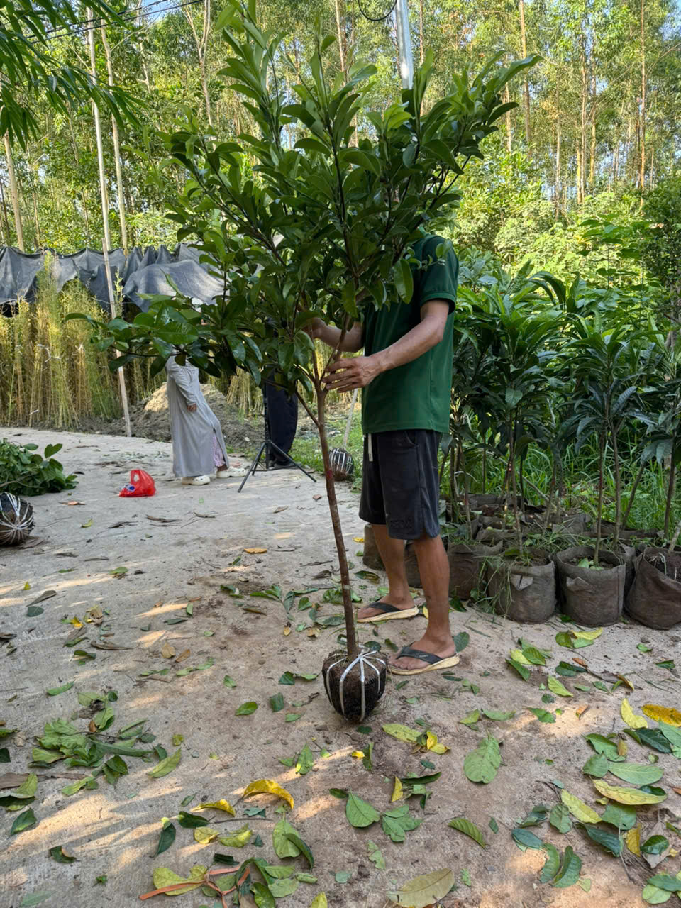Hồng xiêm xoài cao 1.5-1.8m PT282 CALATA