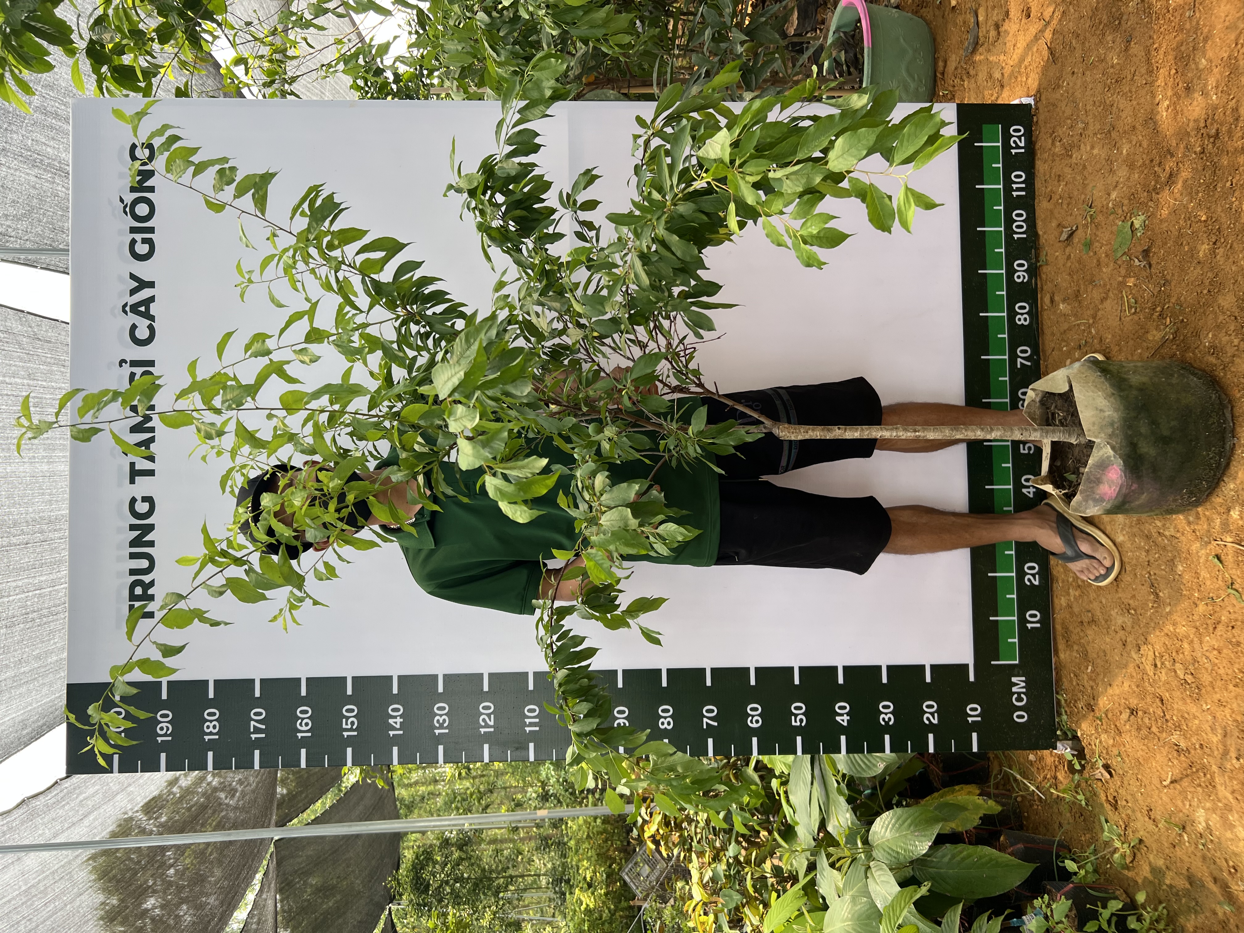 Mận tím quả to cao 1.3-1.5m PT168 CALATA_thumbnail_1