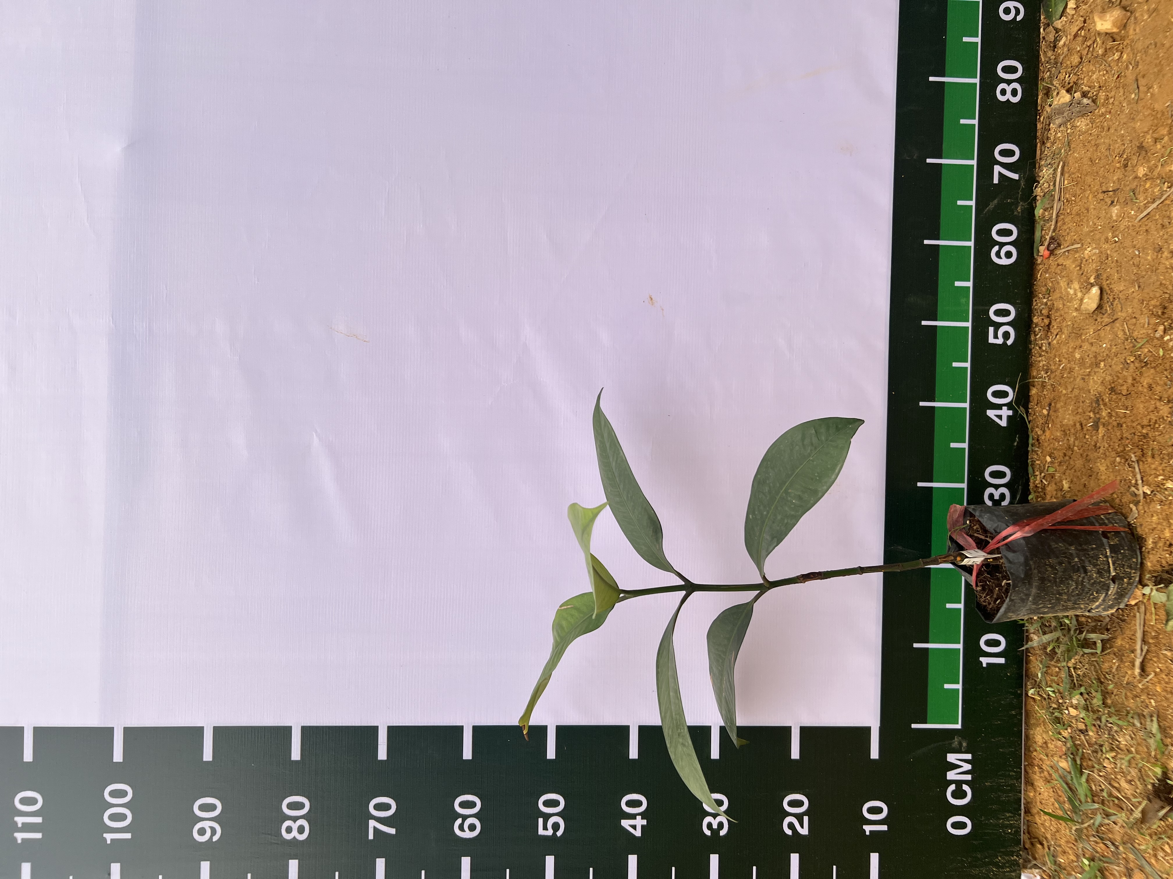 [THANH LÝ] Măng cụt cao 50-60cm PT86 CALATA