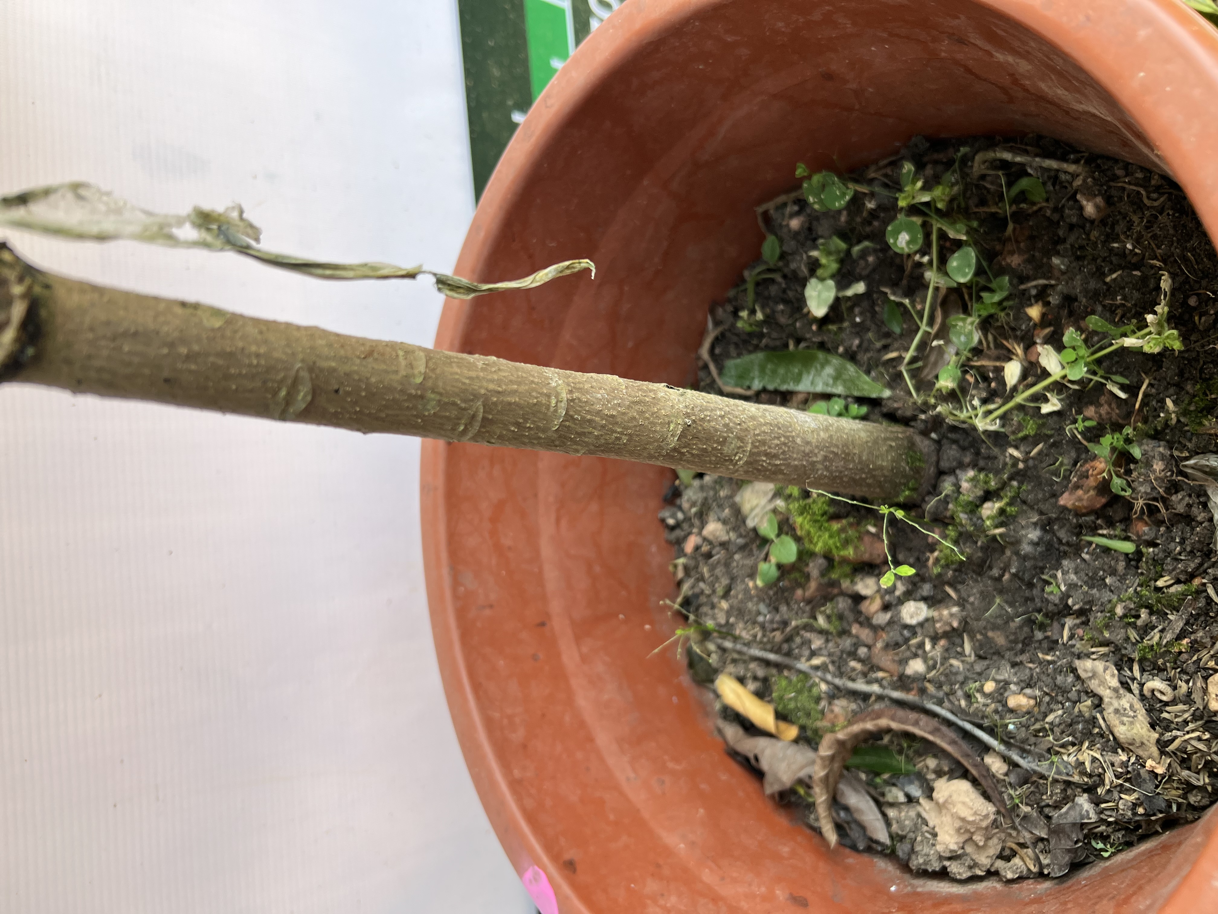 Hồng xiêm ruột đỏ cao 1.2-1.5m PT171 CALATA_thumbnail_2