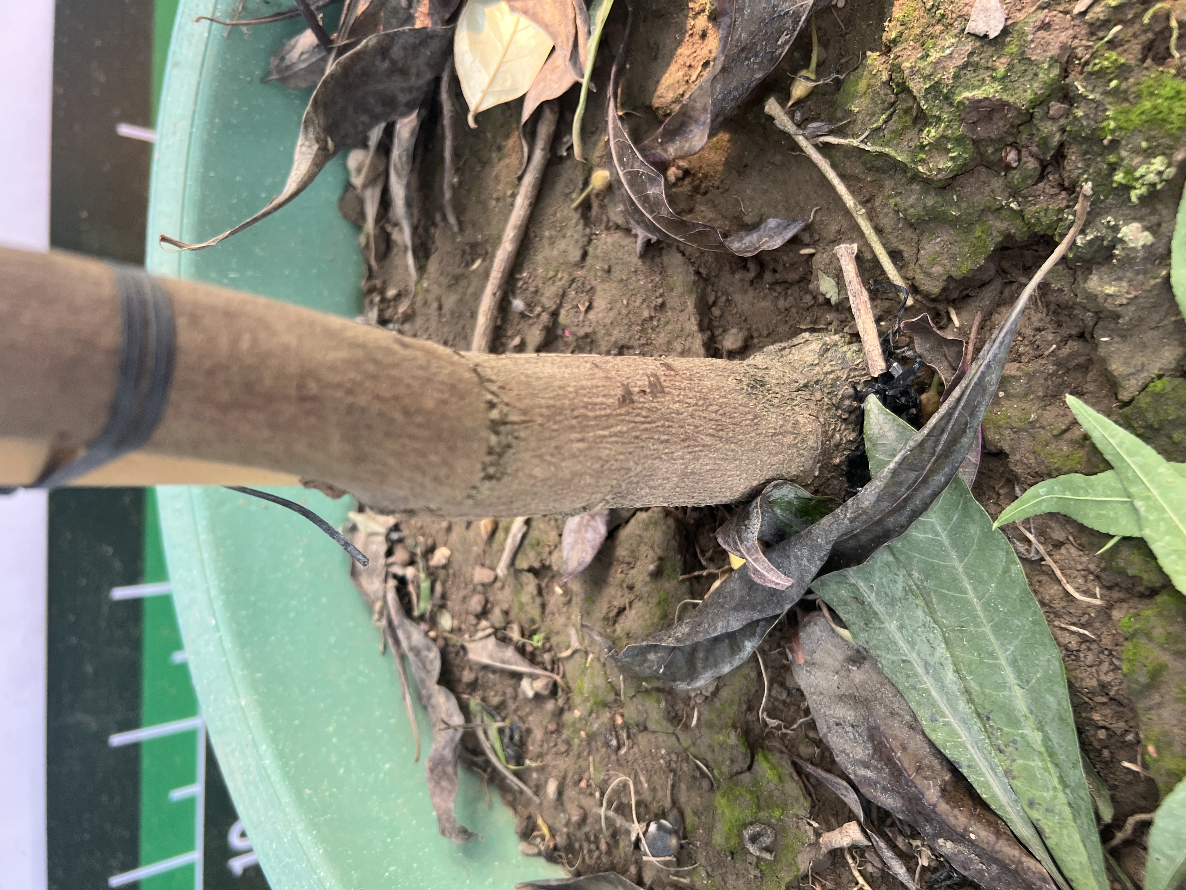 Trứng gà tứ quý cao 1.5-1.7m PT167 CALATA_thumbnail_6