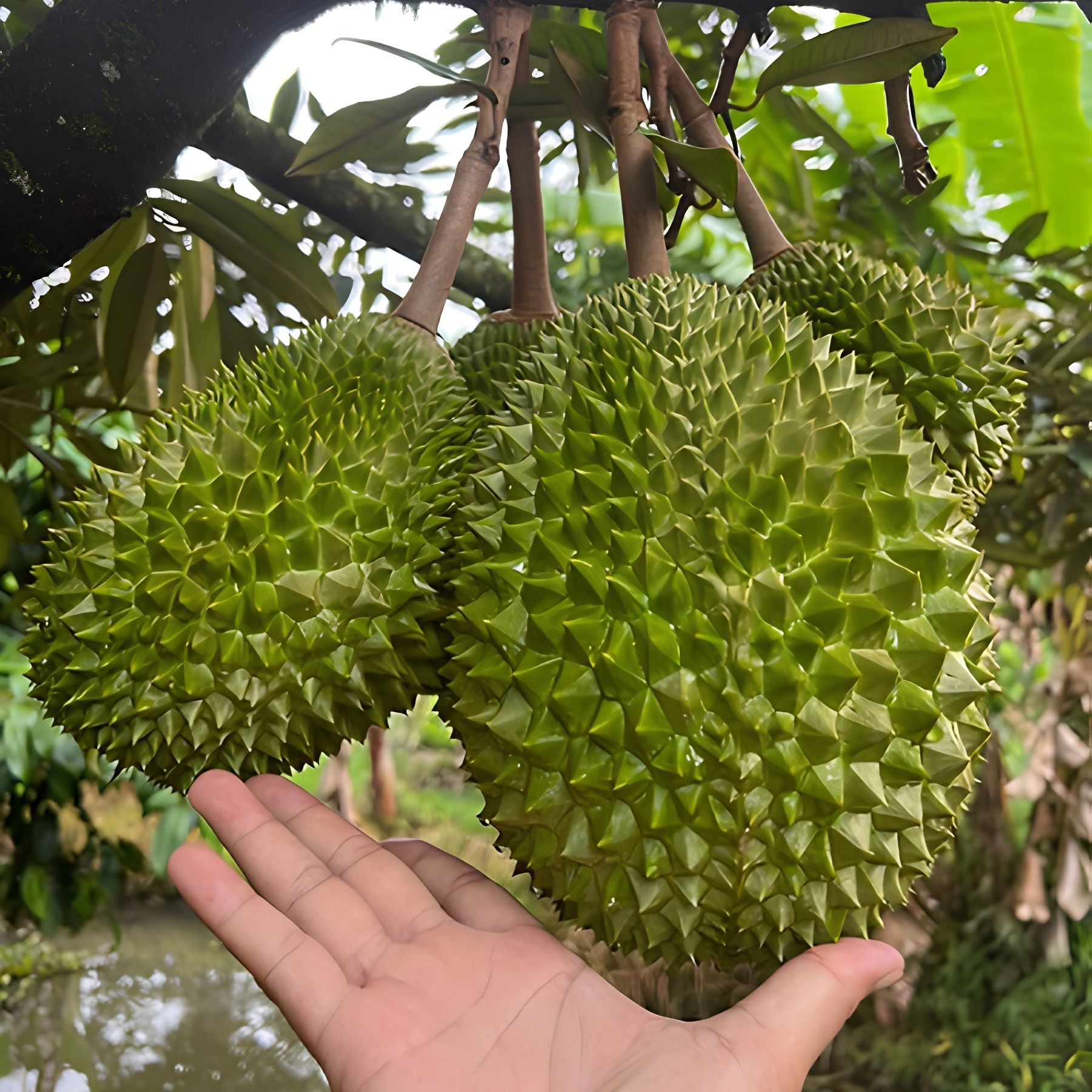Combo Thùng Musang King 6kg_thumbnail_5