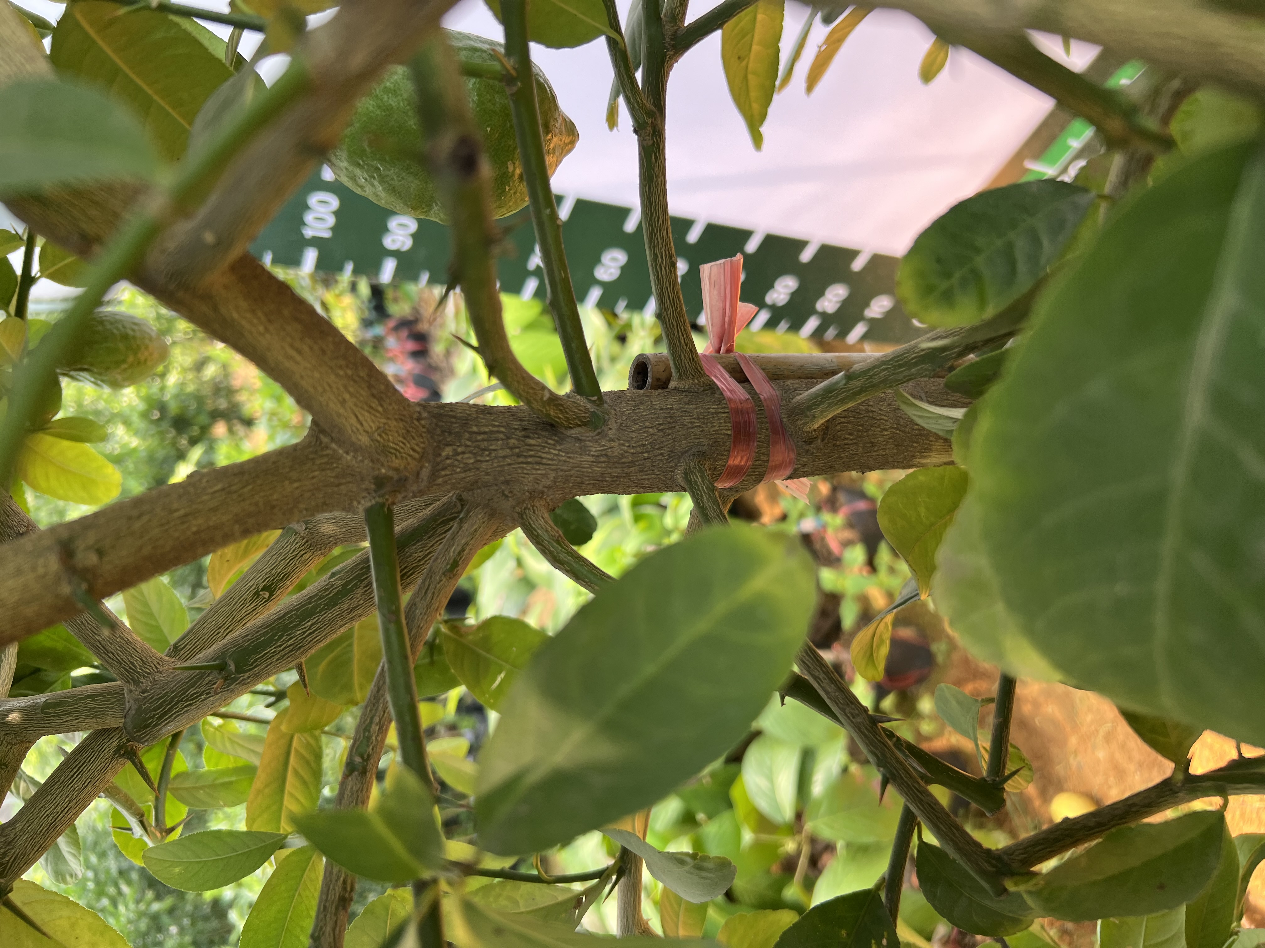 Chanh vàng mỹ cao 2-2.5m PT166 CALATA_thumbnail_9