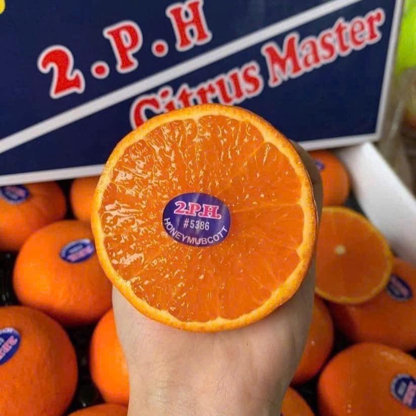 Quýt Citrus_thumbnail_0