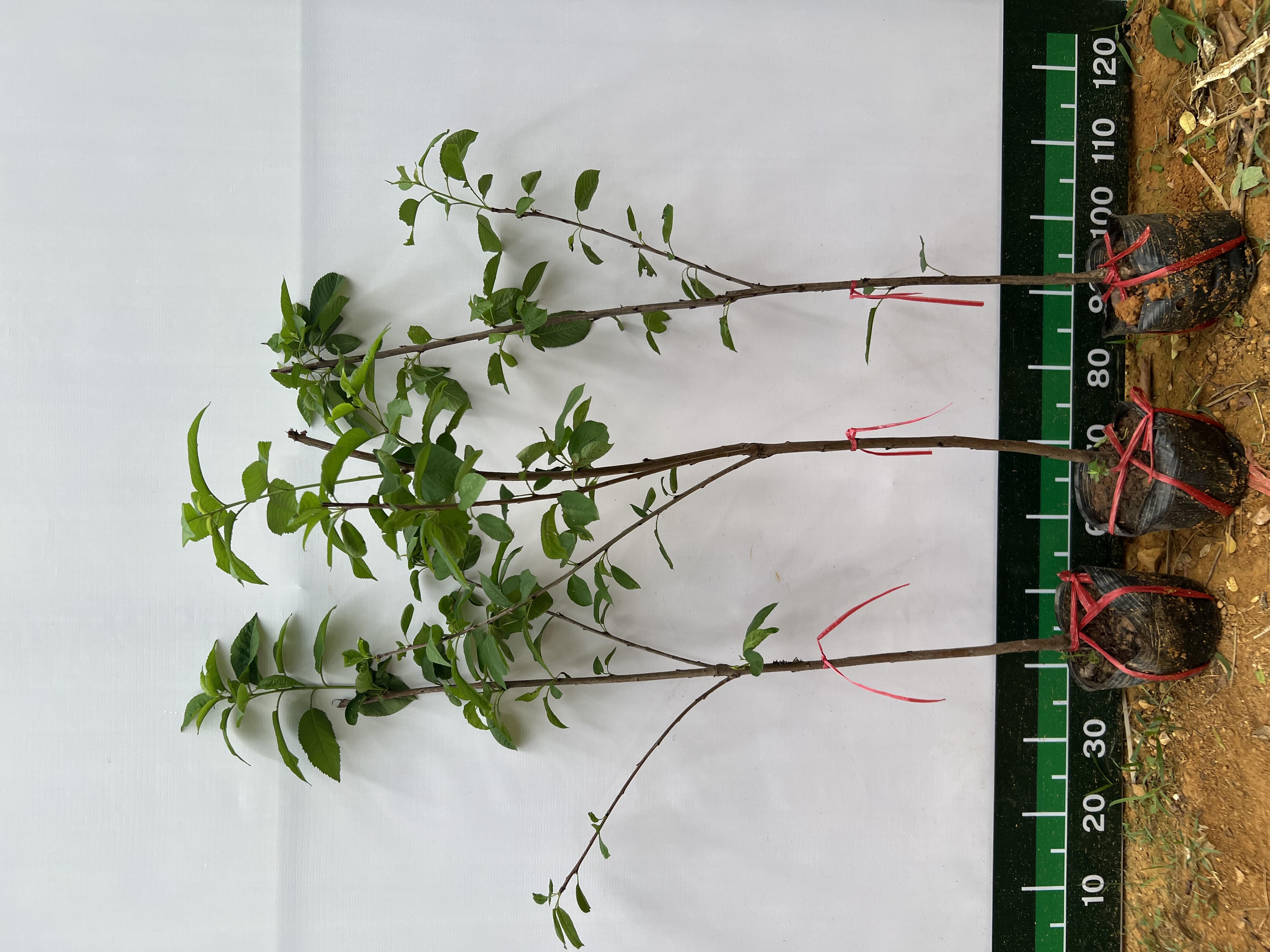 Cherry anh đào cao 1-1.2m PT176 CALATA_thumbnail_4