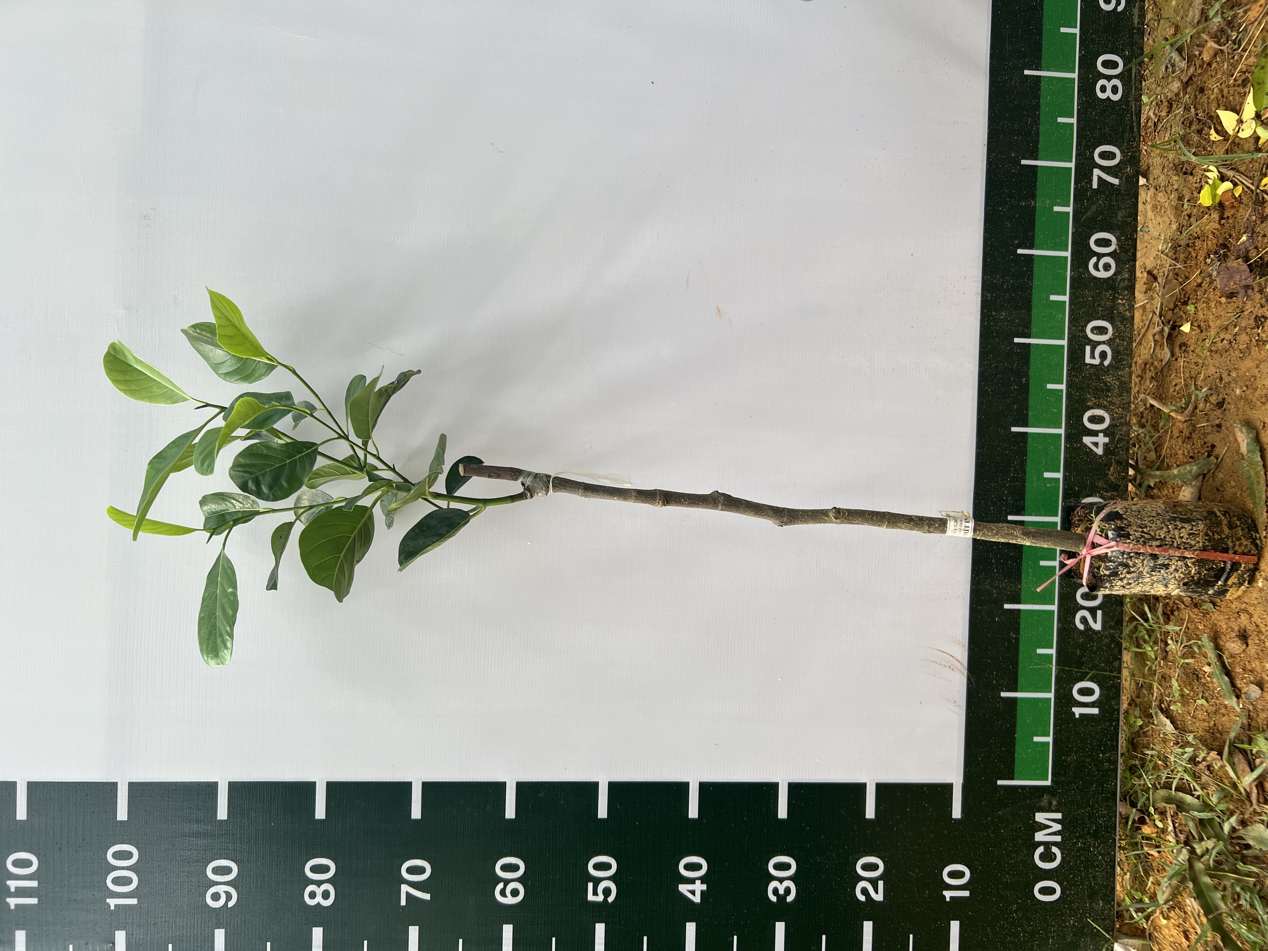 [SIÊU SALE] Mít Indo ruột đỏ sơ vàng cao 40-55cm PT38 CALATA