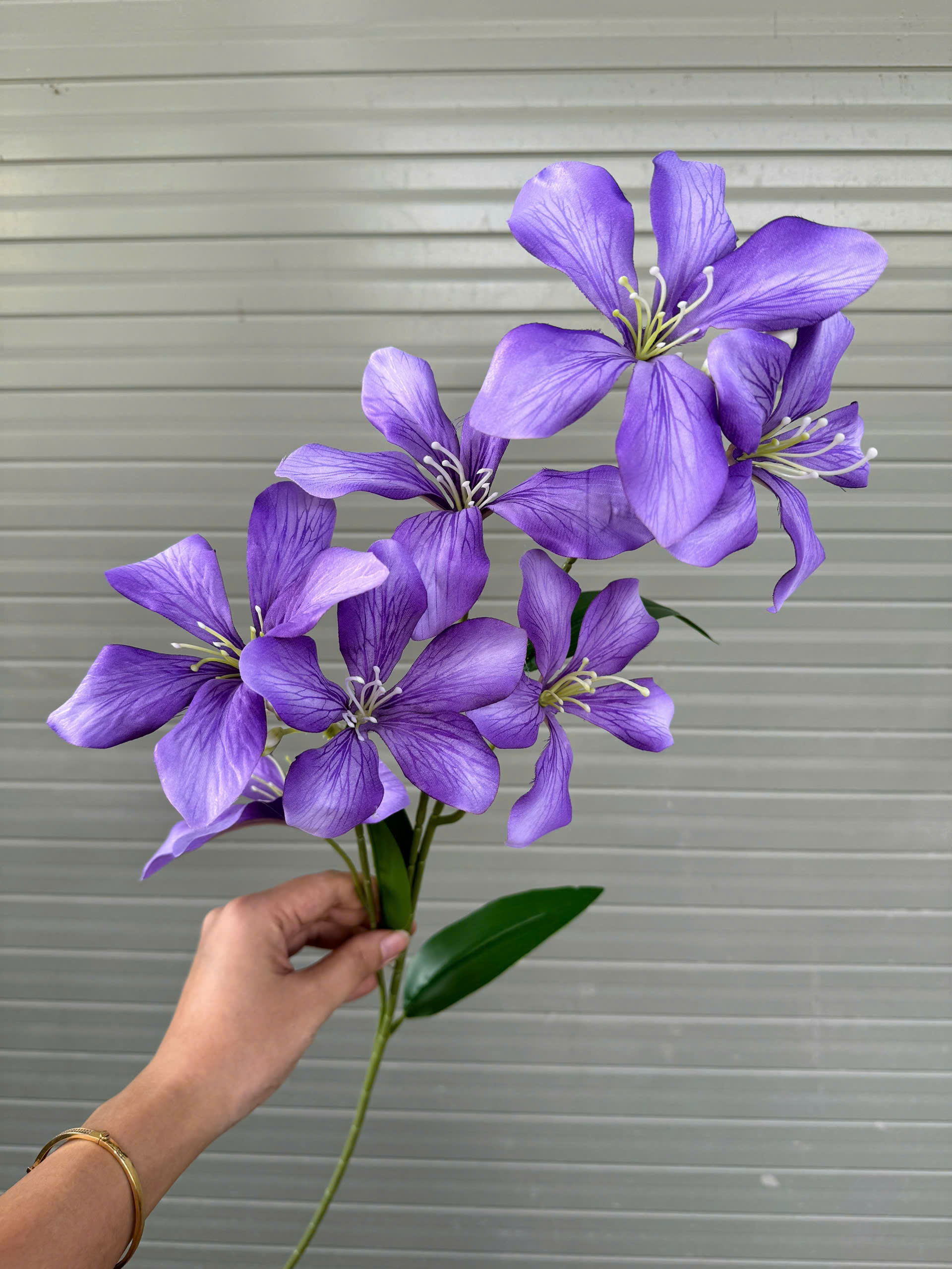 BAN RỪNG_thumbnail_4