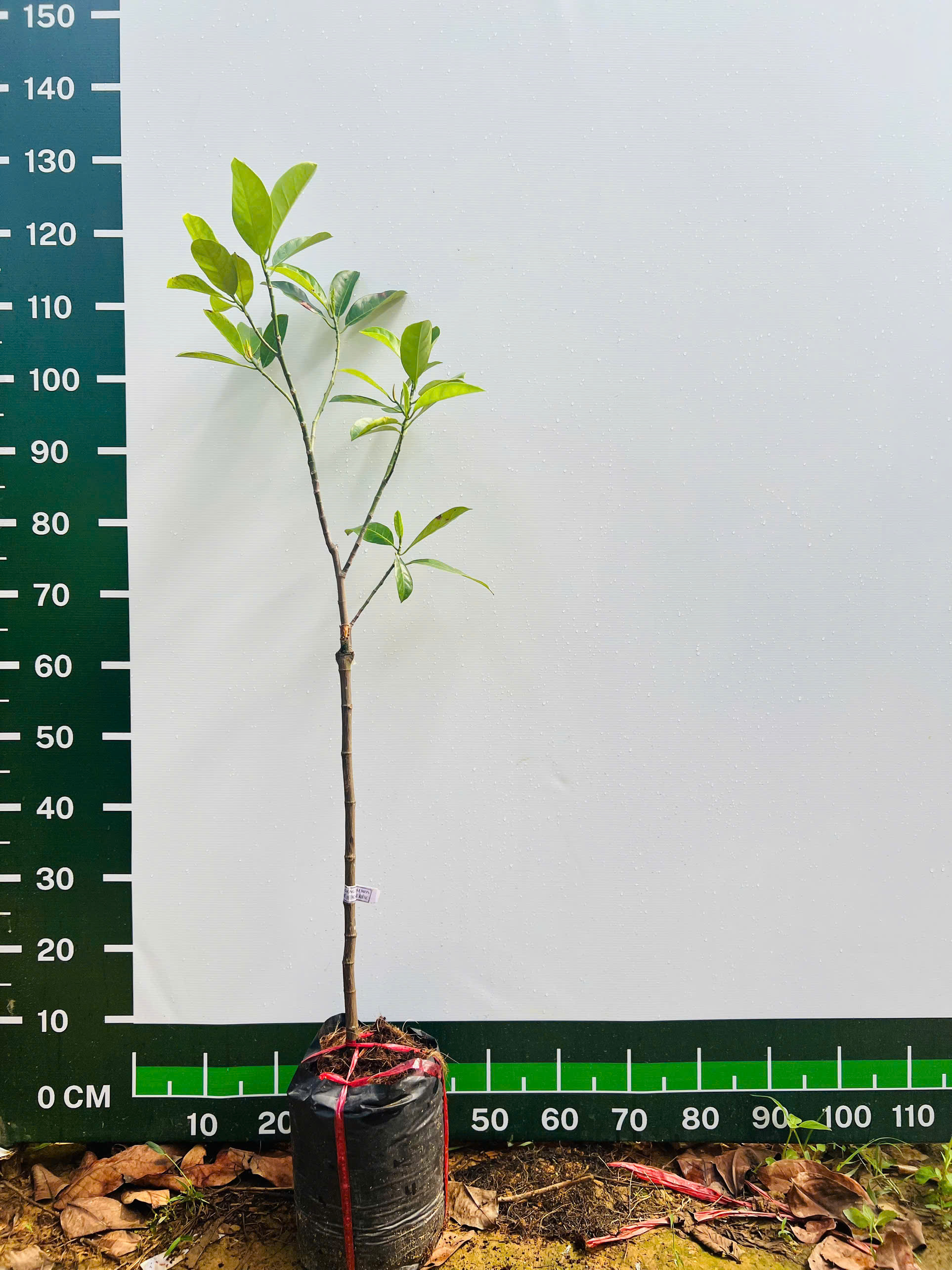 Mít tố nữ cao 1-1,5m PT88 CALATA