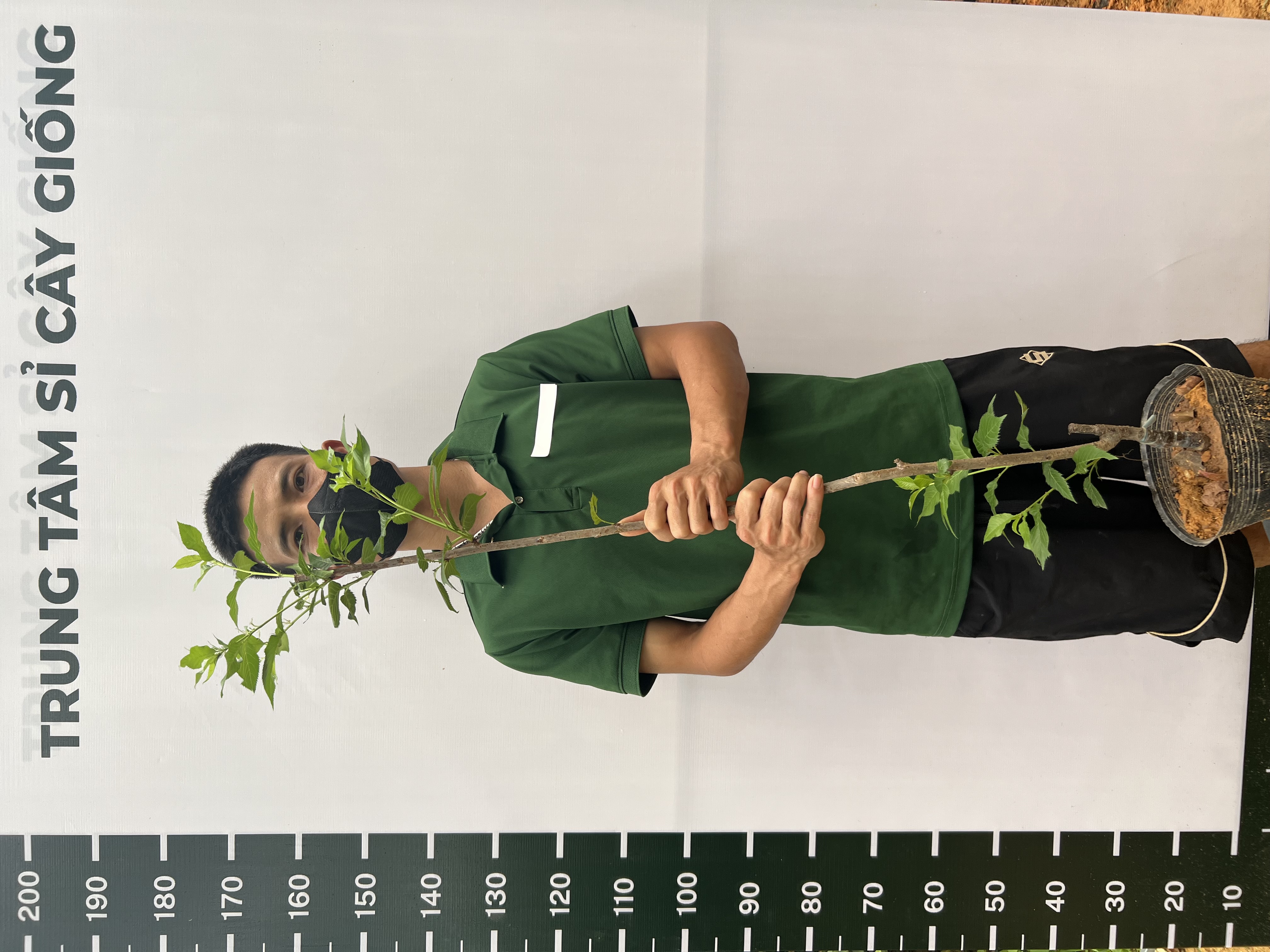 Hoa anh đào cao 1-1.2m PT175 CALATA_thumbnail_1