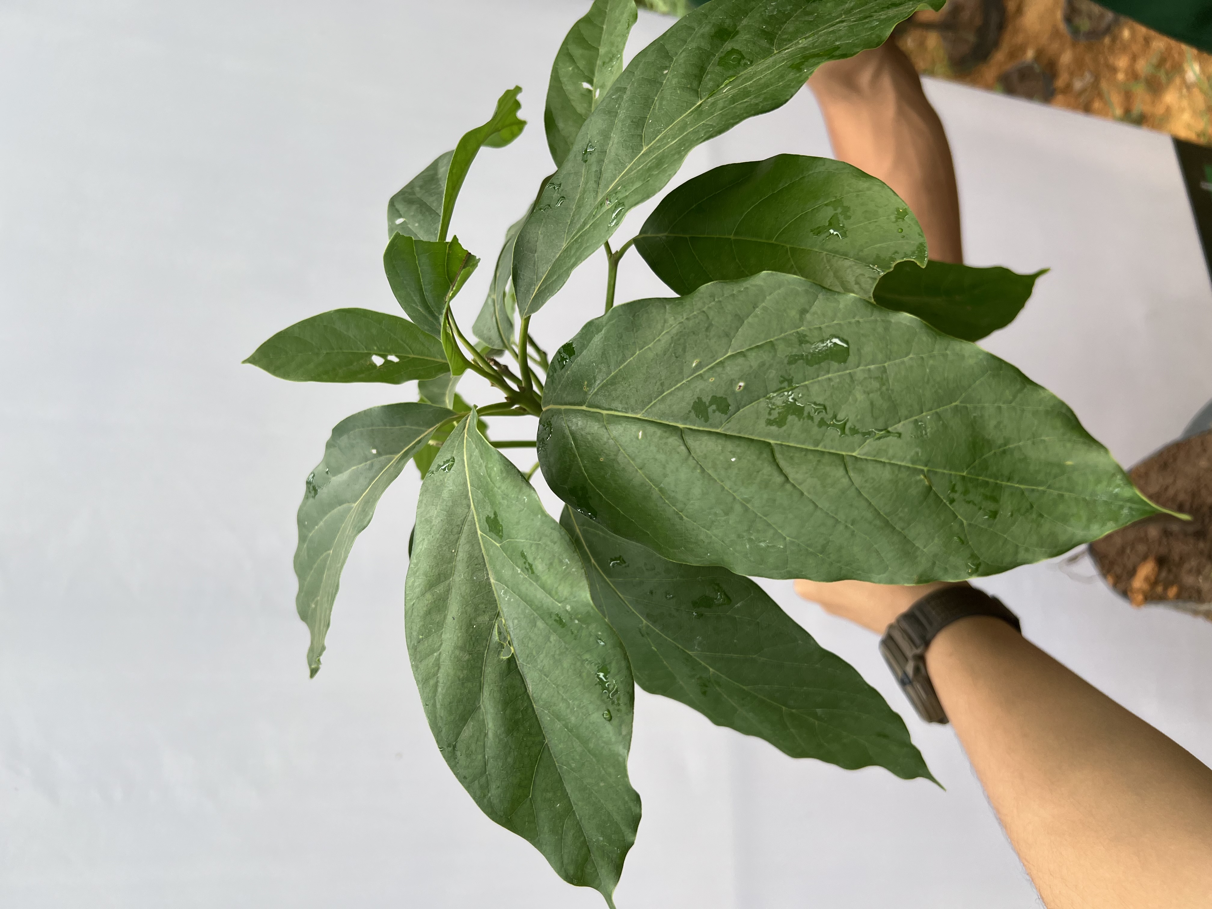 Bơ 034 cao 1-1.2m PT173 CALATA_thumbnail_4