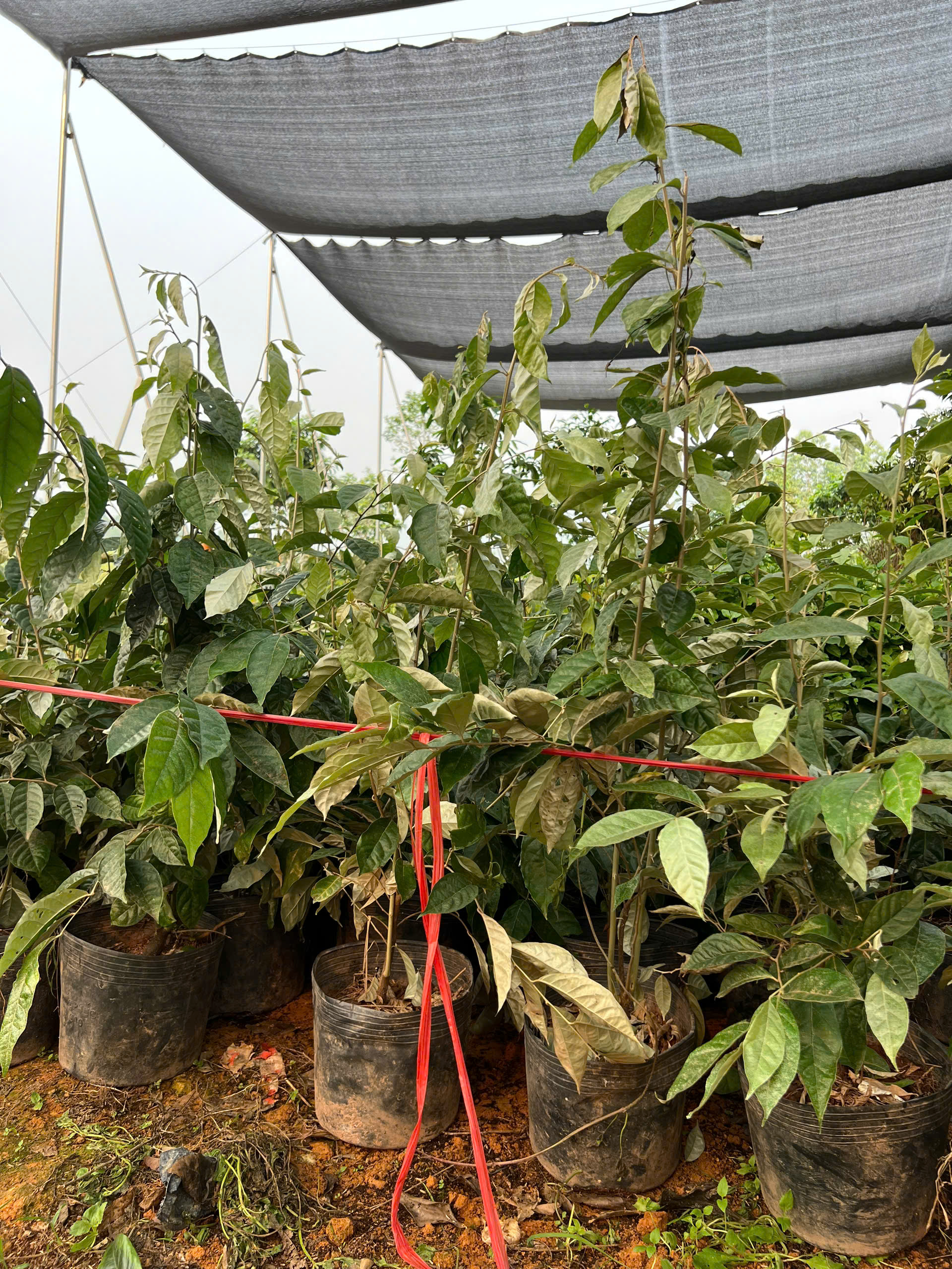 Nhót ngọt cao 70-90cm PT165 CALATA