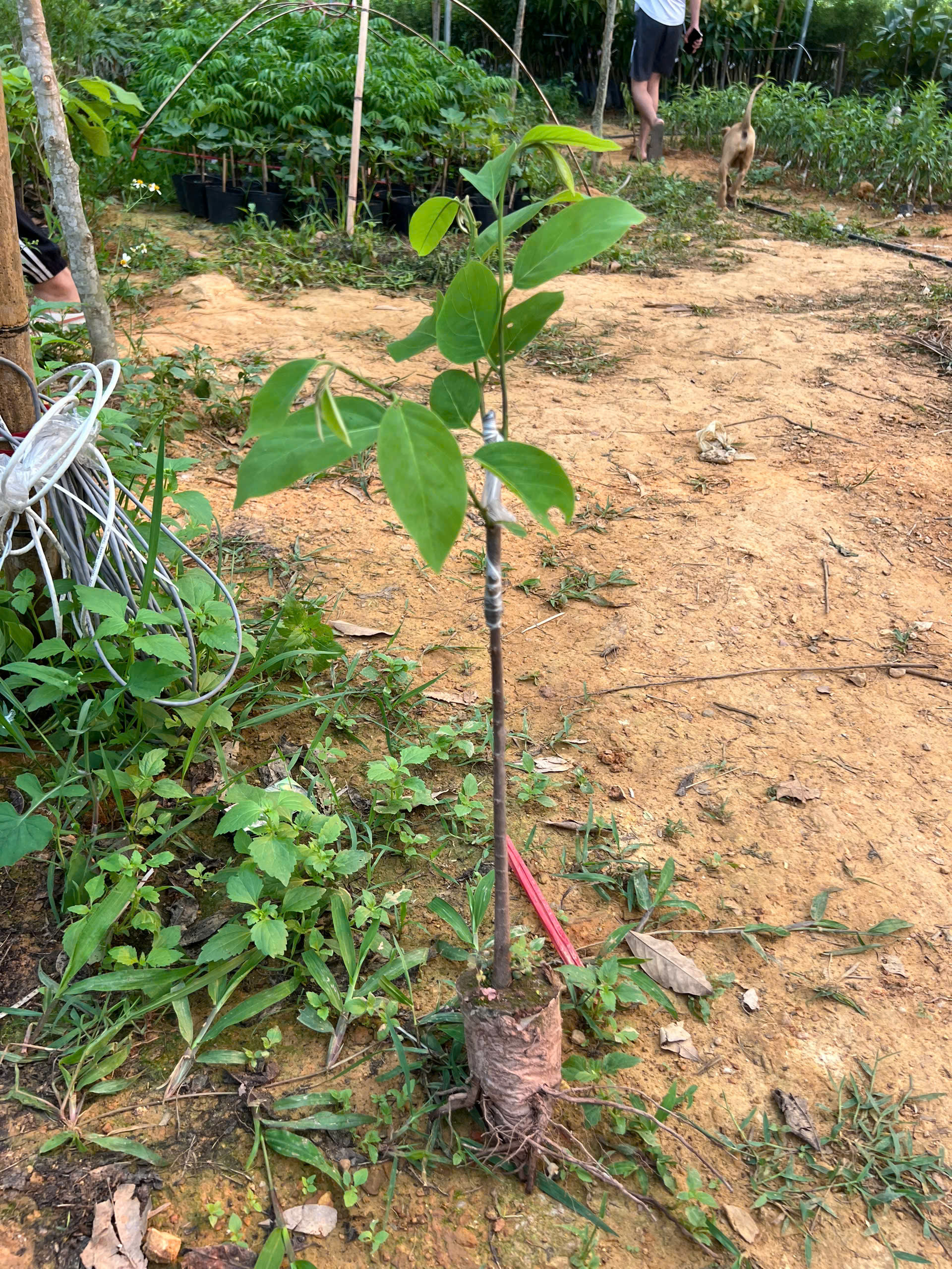 Na sầu riêng cao 40-50cm PT177 CALATA