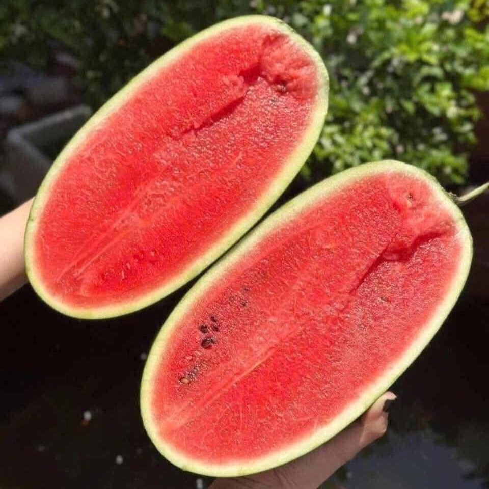 Dưa Hấu Dài Ruột Đỏ_thumbnail_1