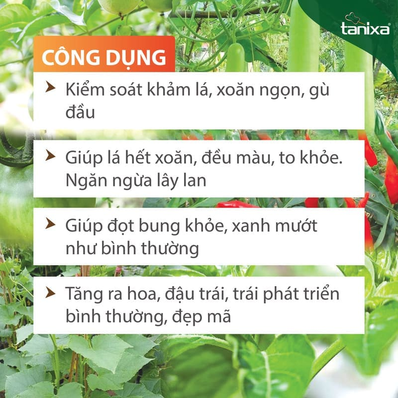 Bộ Khảm - Xoăn lá Tanixa (KM)_thumbnail_3