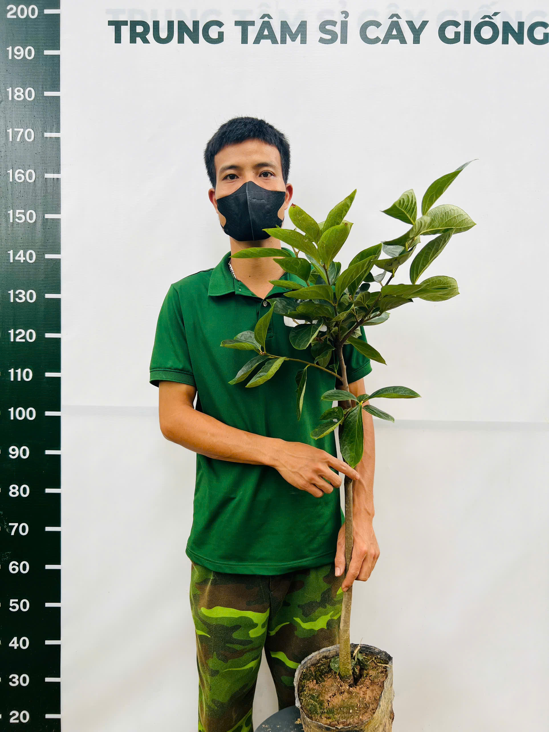 [THANH LÝ] Hồng giòn cao 1.4-1.6m PT218 CALATA_thumbnail_1