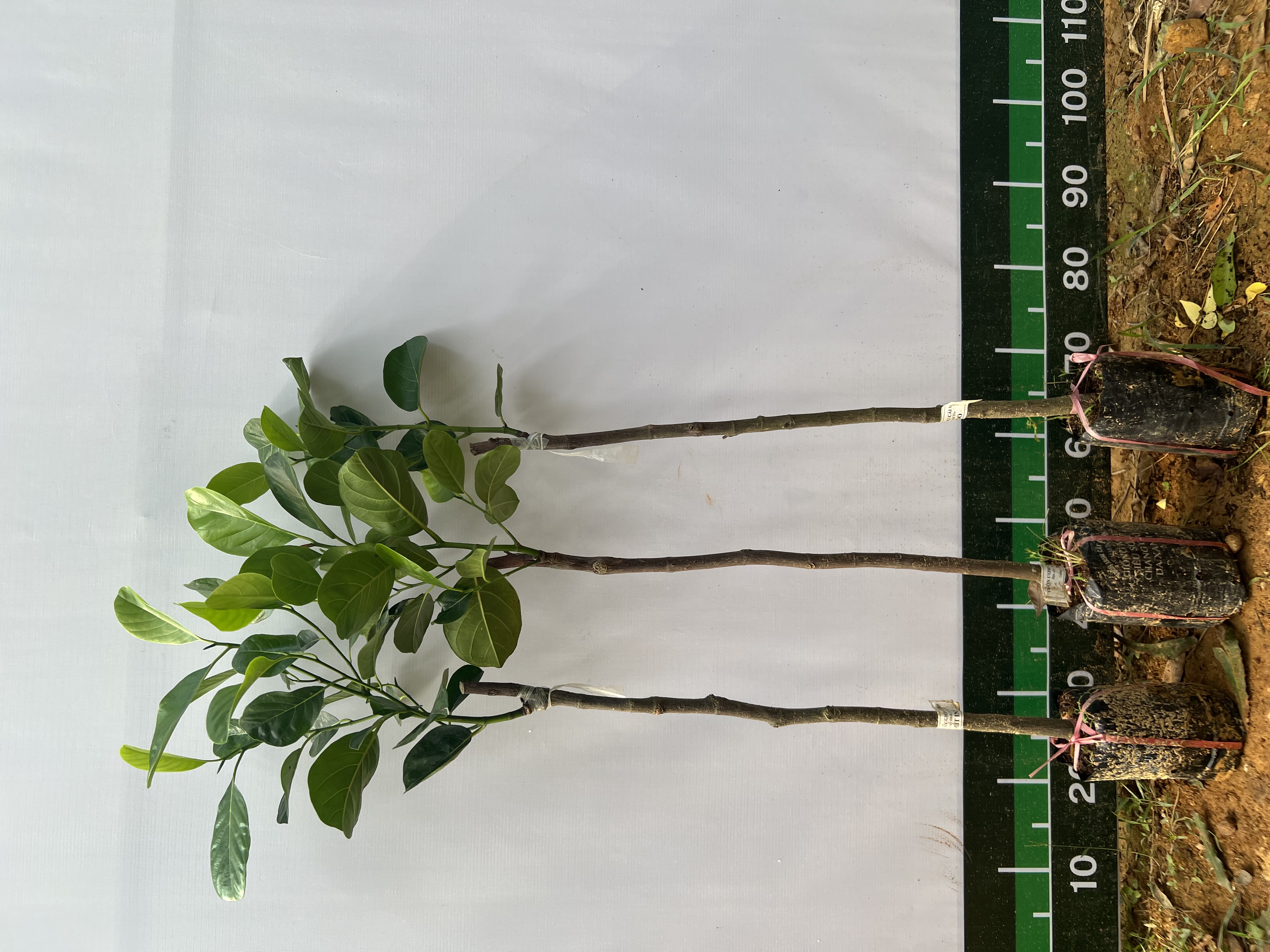 [SIÊU SALE] Mít Indo ruột đỏ sơ vàng cao 40-55cm PT38 CALATA_thumbnail_7