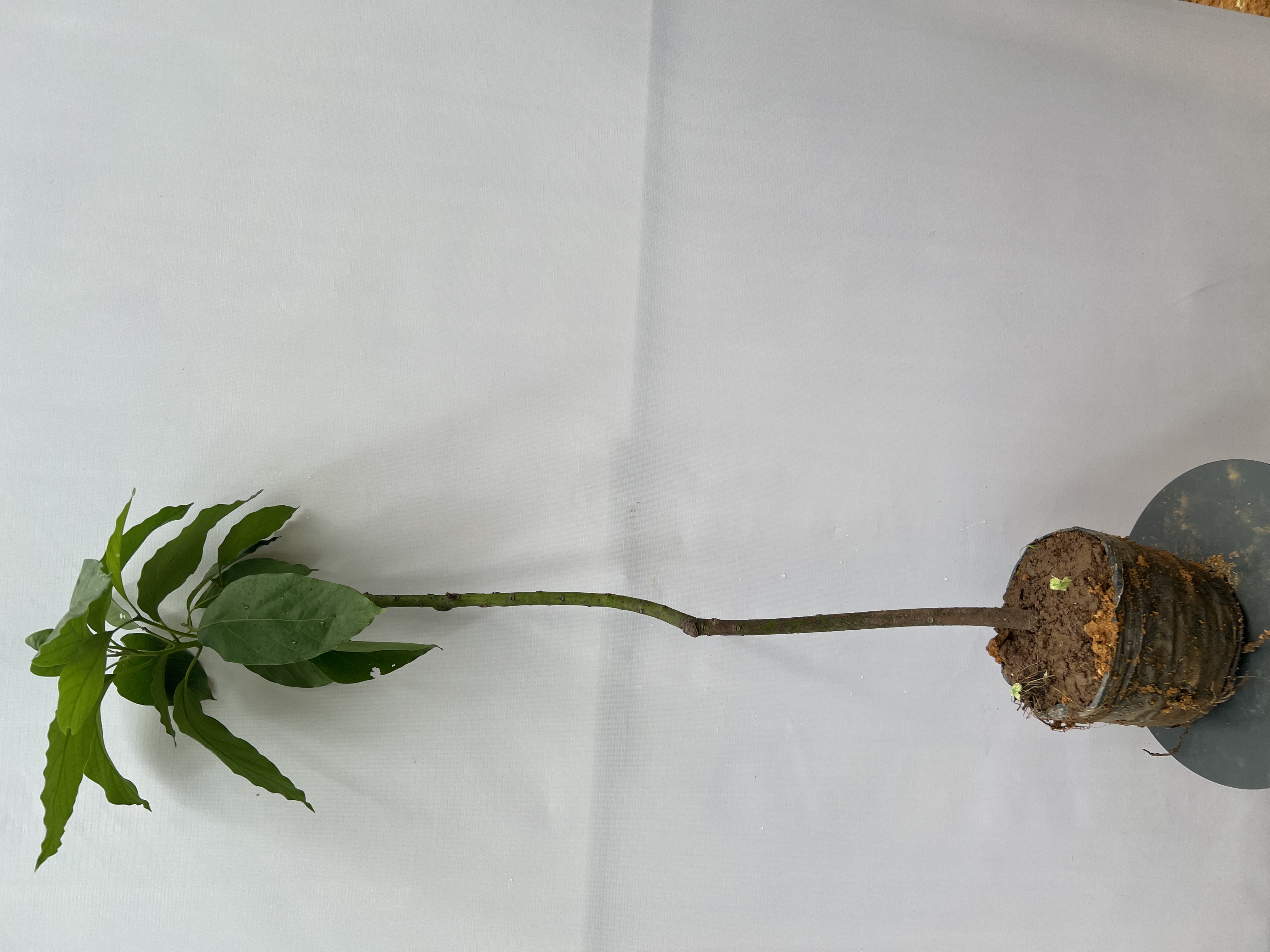 Bơ 034 cao 1-1.2m PT173 CALATA_thumbnail_2