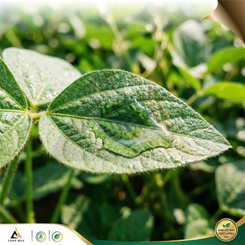 THẤM SÂU - CMX – Siêu thấm sâu, bám dính mạnh, chống rửa trôi hiệu quả_thumbnail_6