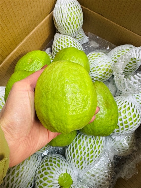 Ổi Việt Nam 