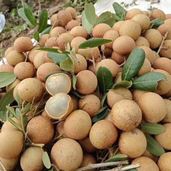 Nhãn Xuồng_thumbnail_3