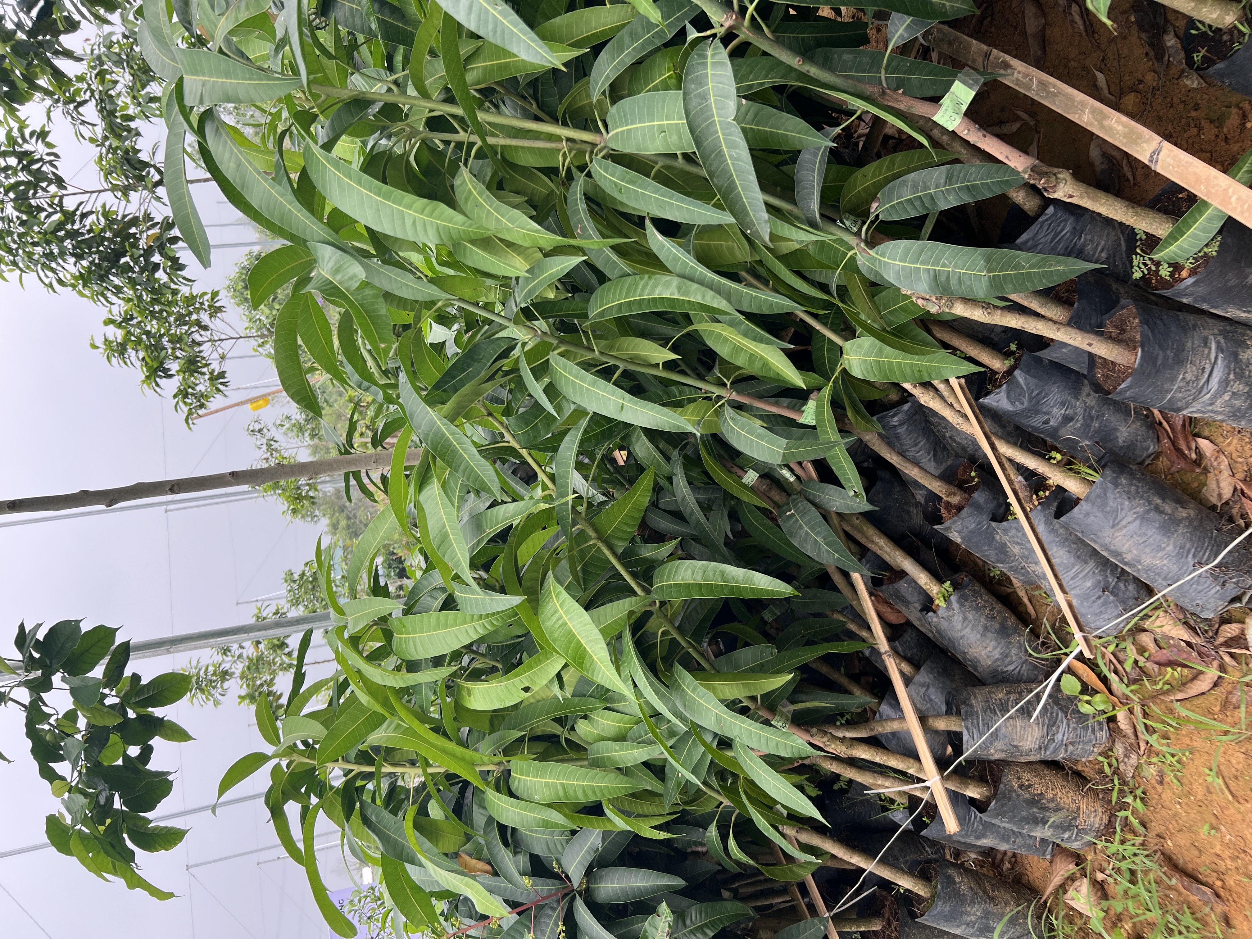 Xoài cát Hoà Lộc cao 55-70cm PT48 CALATA_thumbnail_8