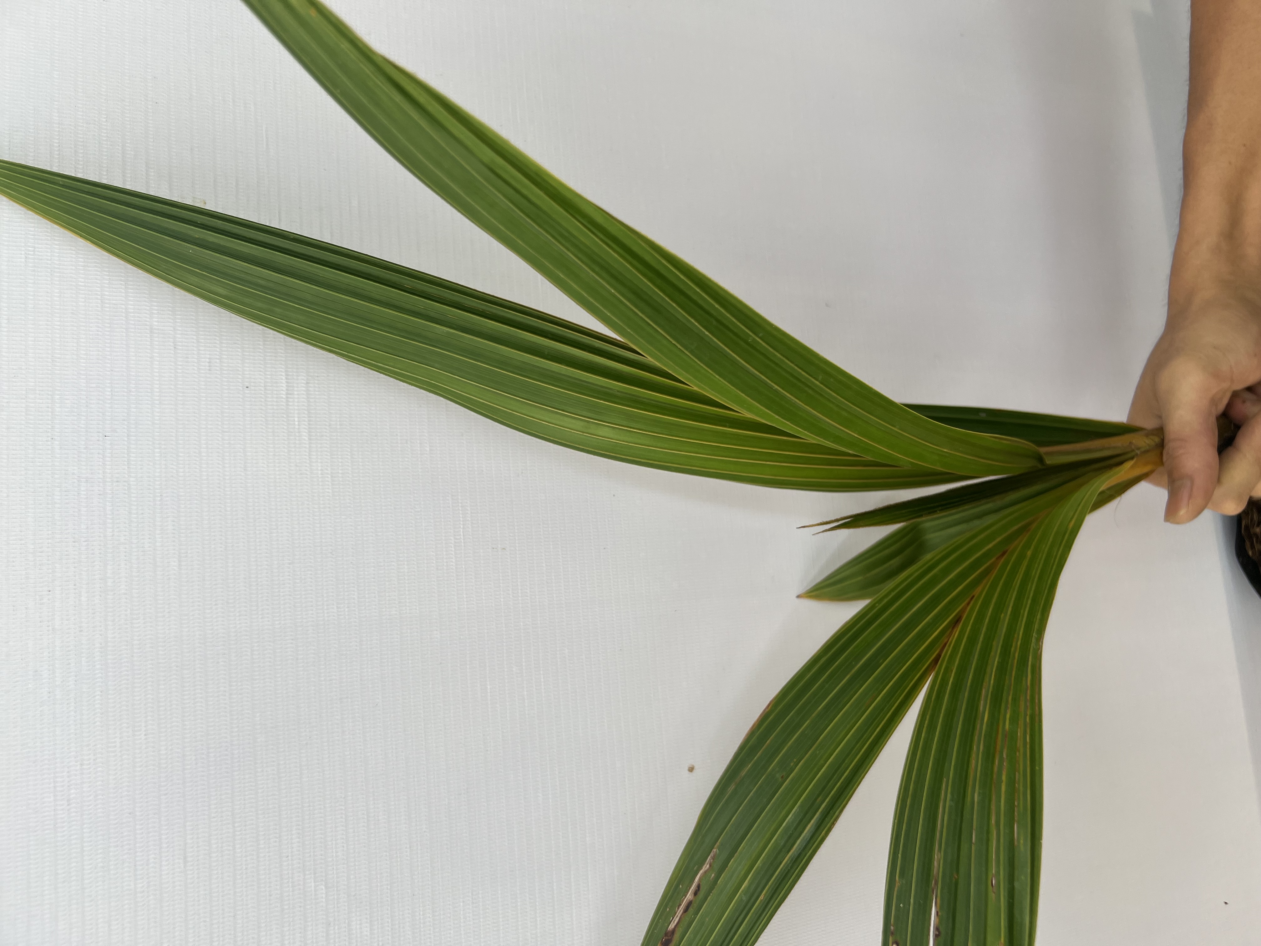 Dừa xiêm đỏ Mã Lai cao 20-30cm PT24 CALATA_thumbnail_2