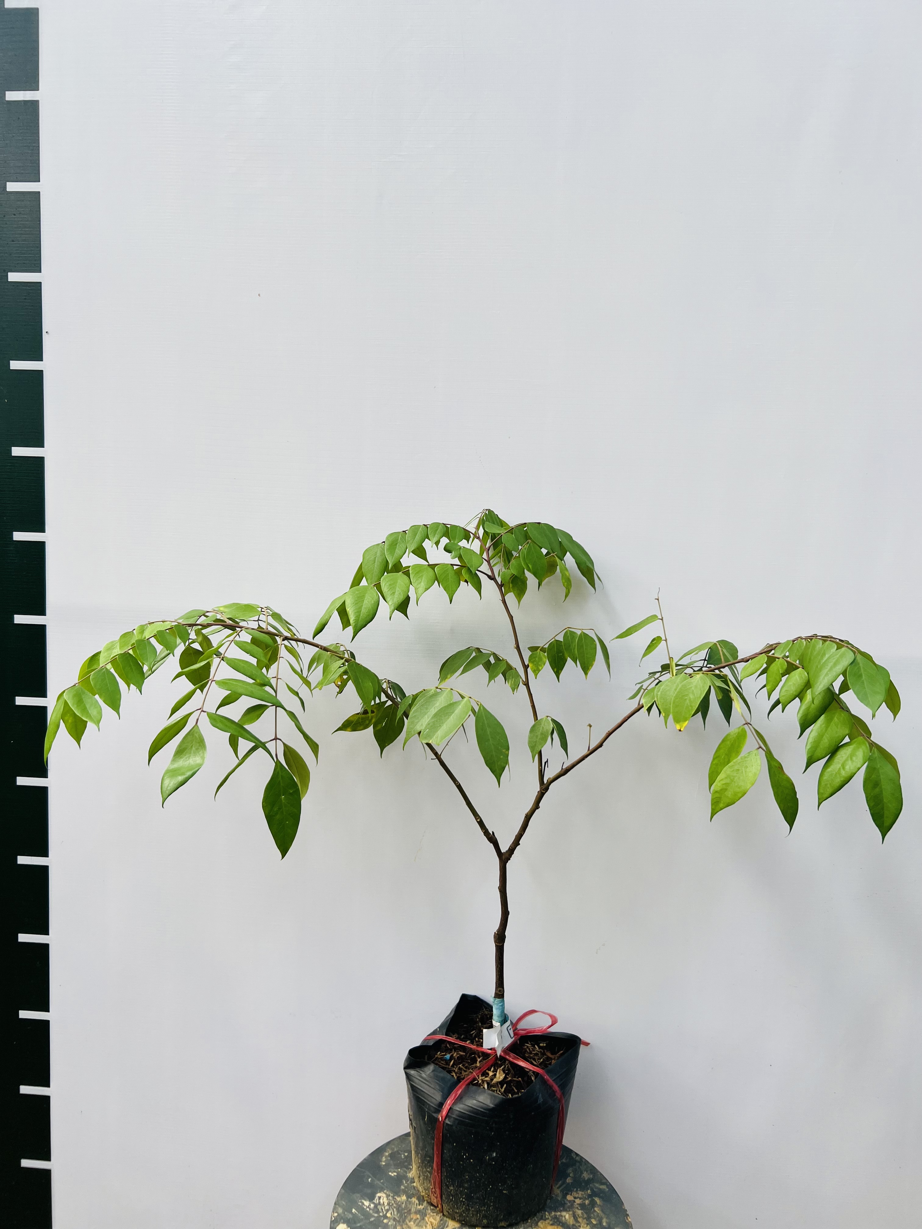 Khế ngọt cao 30-40cm PT39 CALATA_thumbnail_1
