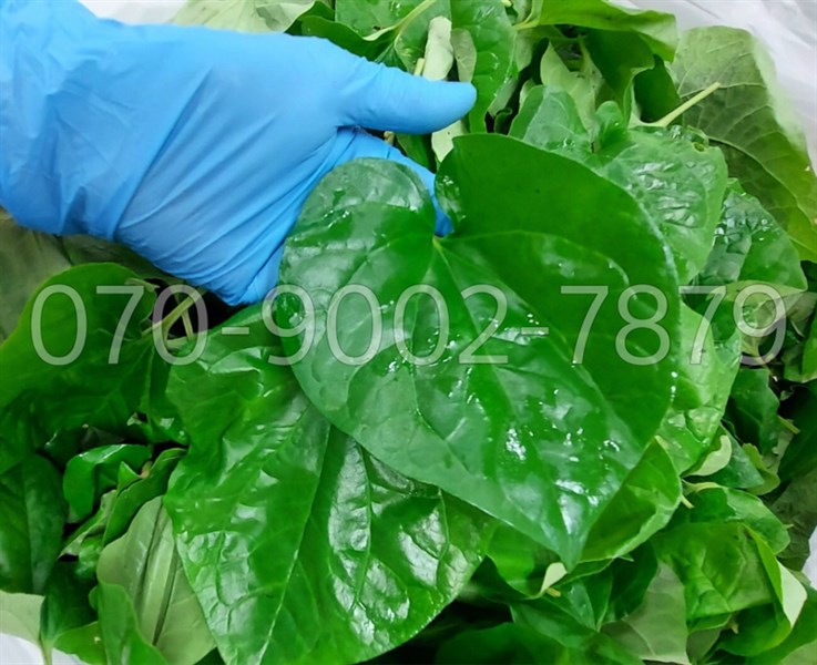 Lá lốt ( túi )