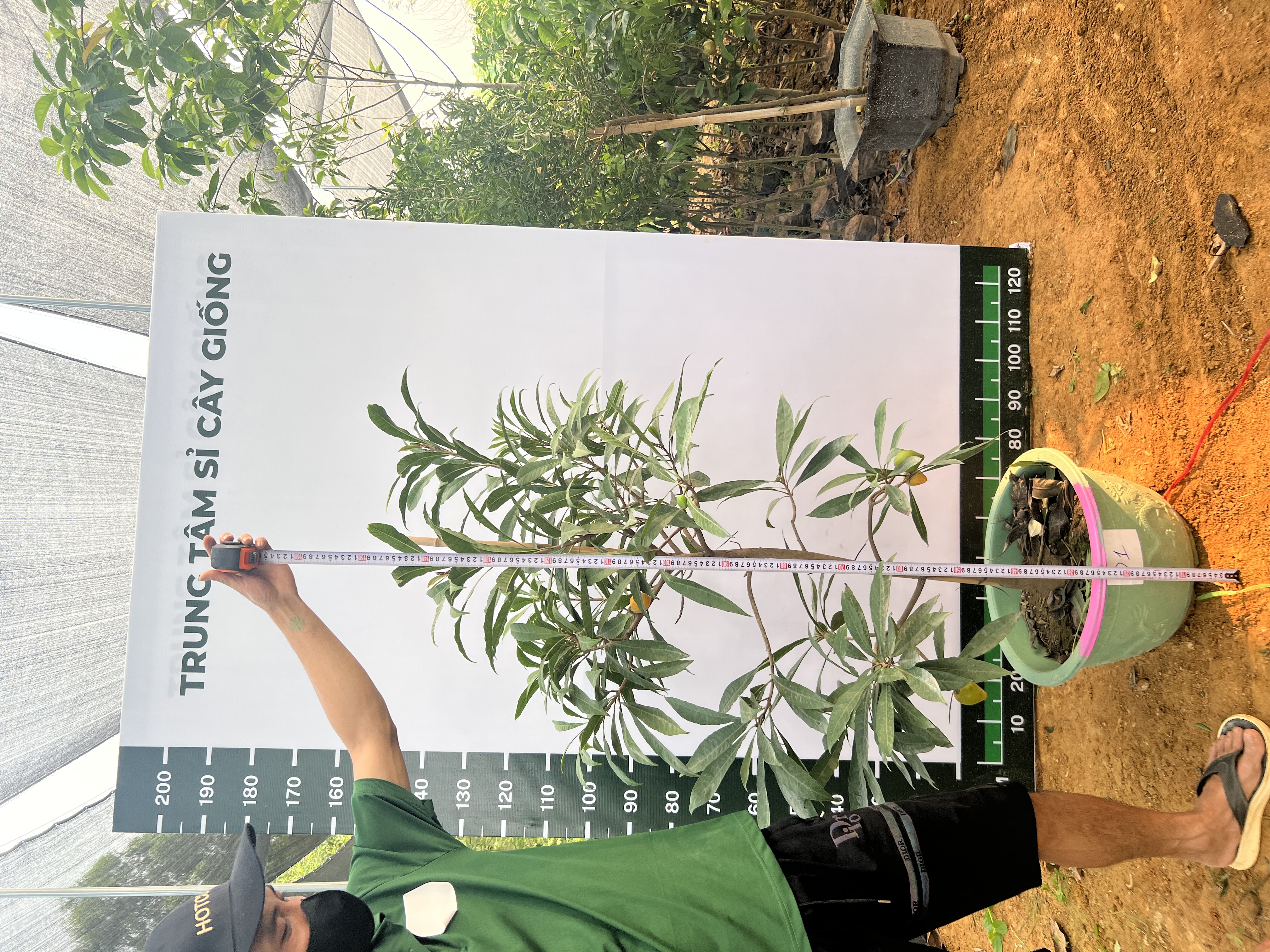 Trứng gà tứ quý cao 1.5-1.7m PT167 CALATA