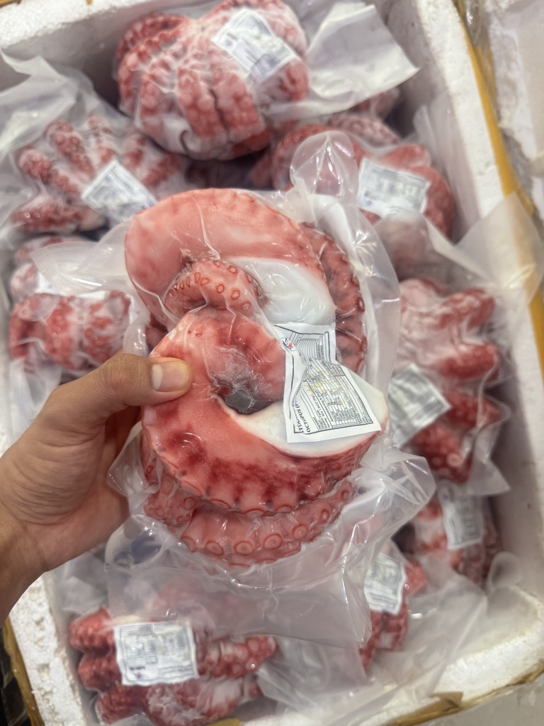 Râu tuộc đỏ Tako