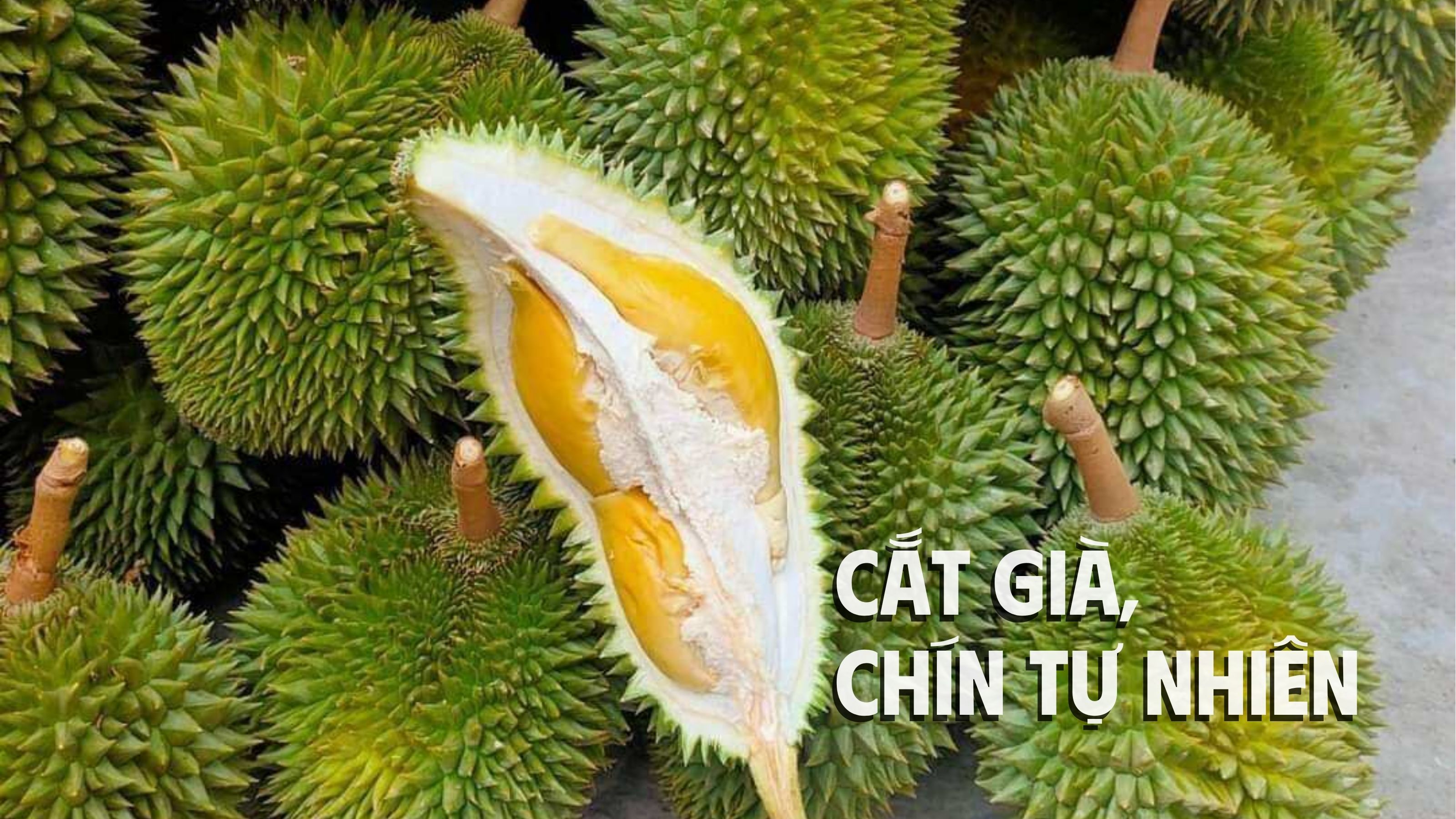 thưởng thức sầu riêng 6 hữu