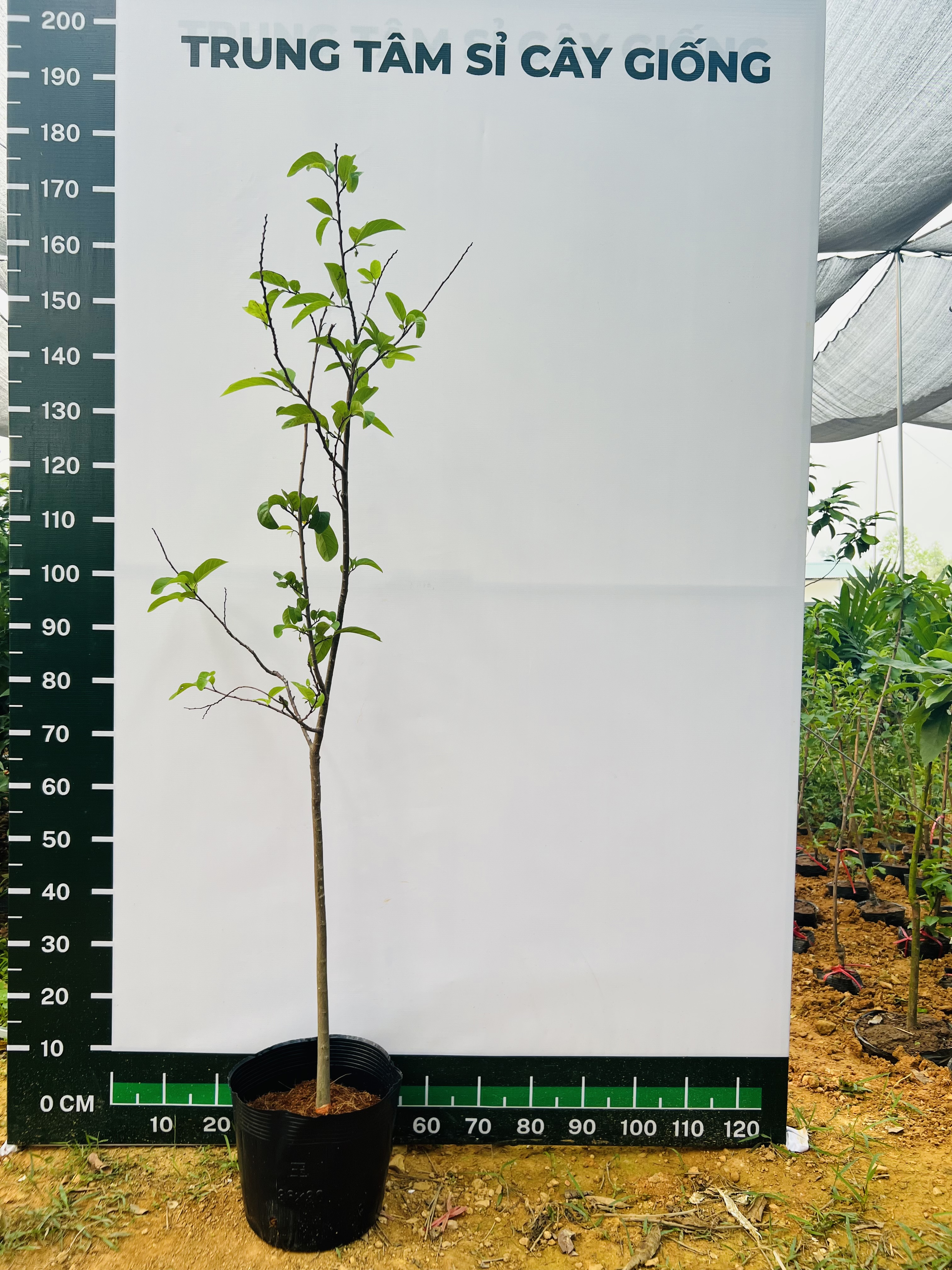 [THANH LÝ] Na dai cao 90-100cm PT89 CALATA
