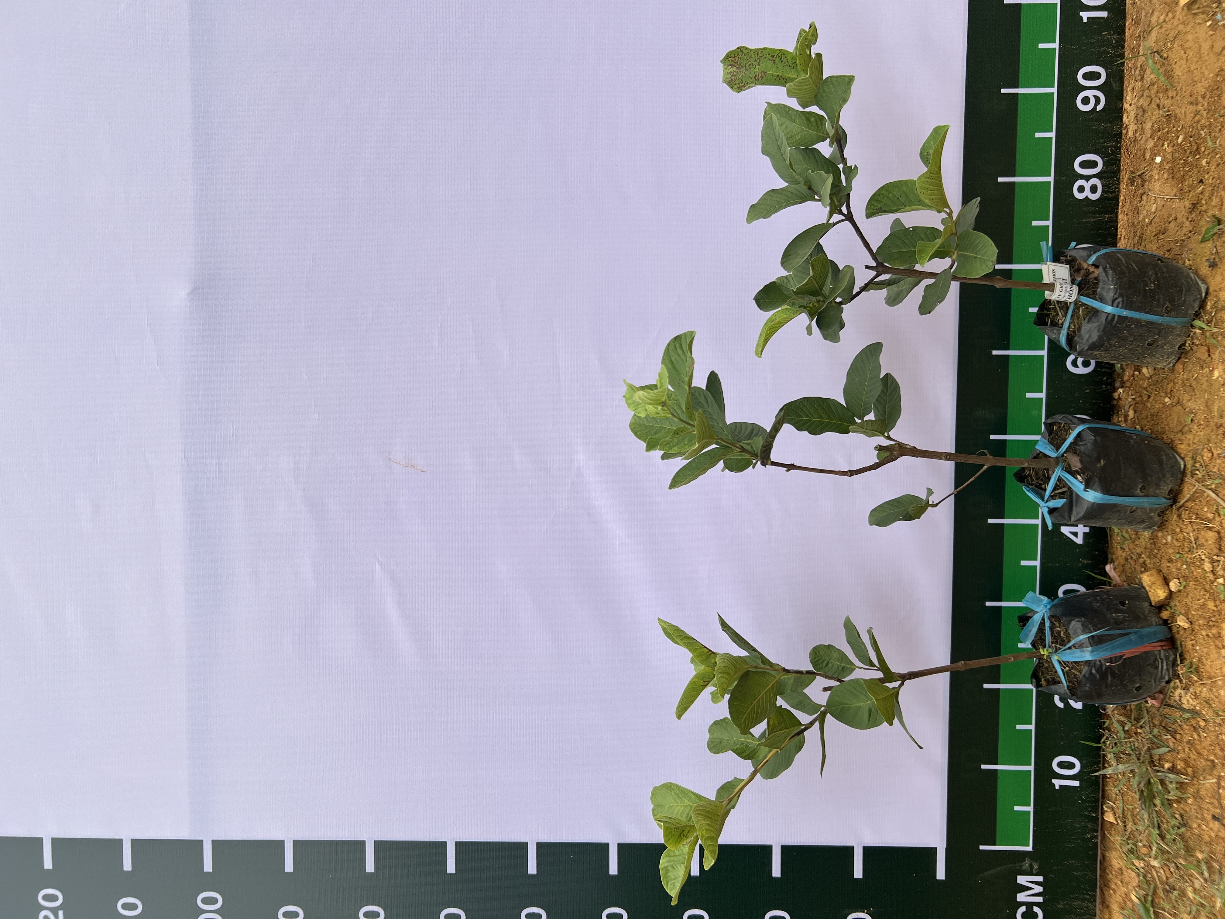 [SIÊU SALE] Ổi không hạt tứ quý cao 35-45cm PT28 CALATA_thumbnail_1