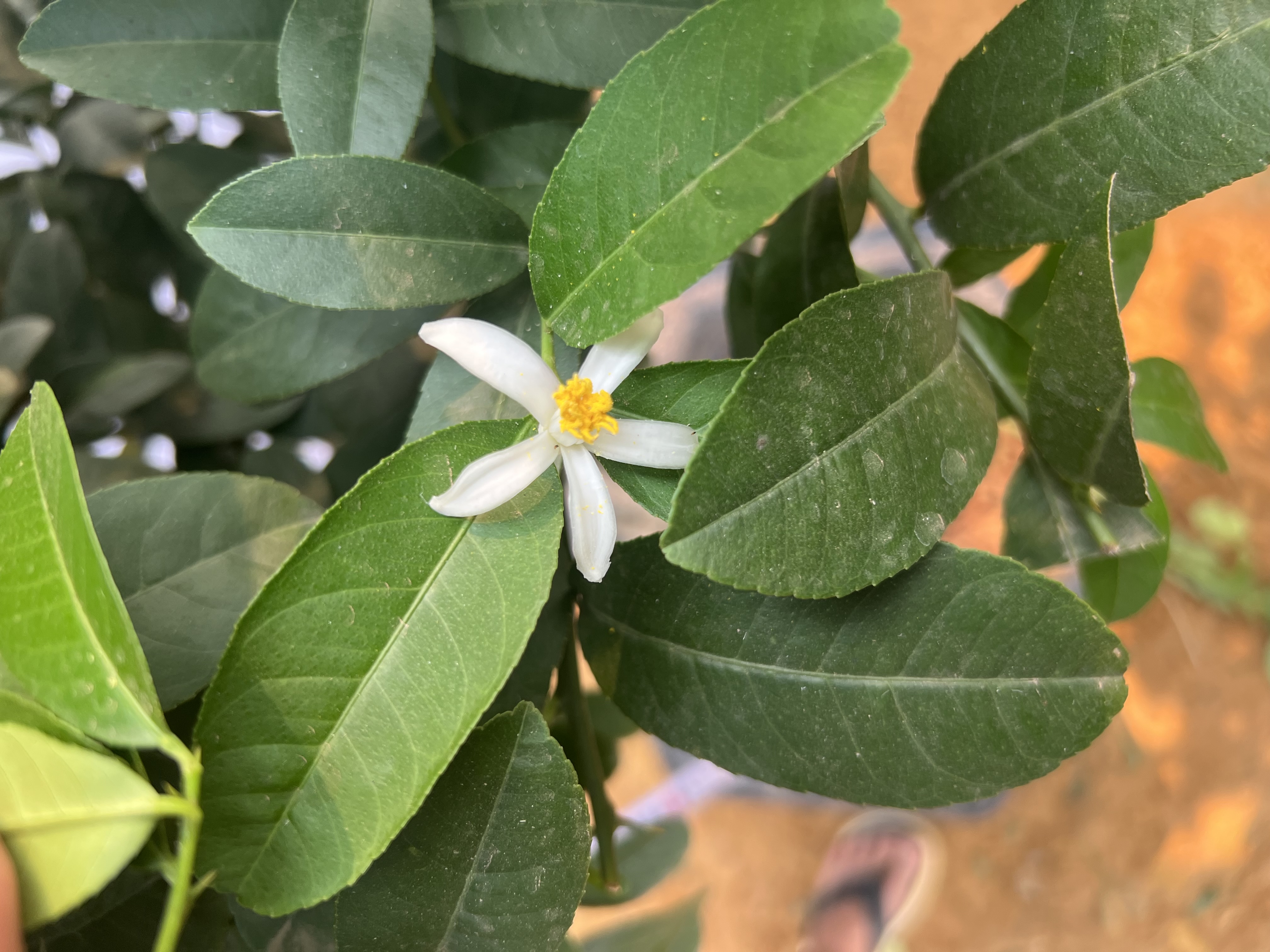 Chanh vàng mỹ cao 1.5-1.8m PT159 CALATA_thumbnail_5