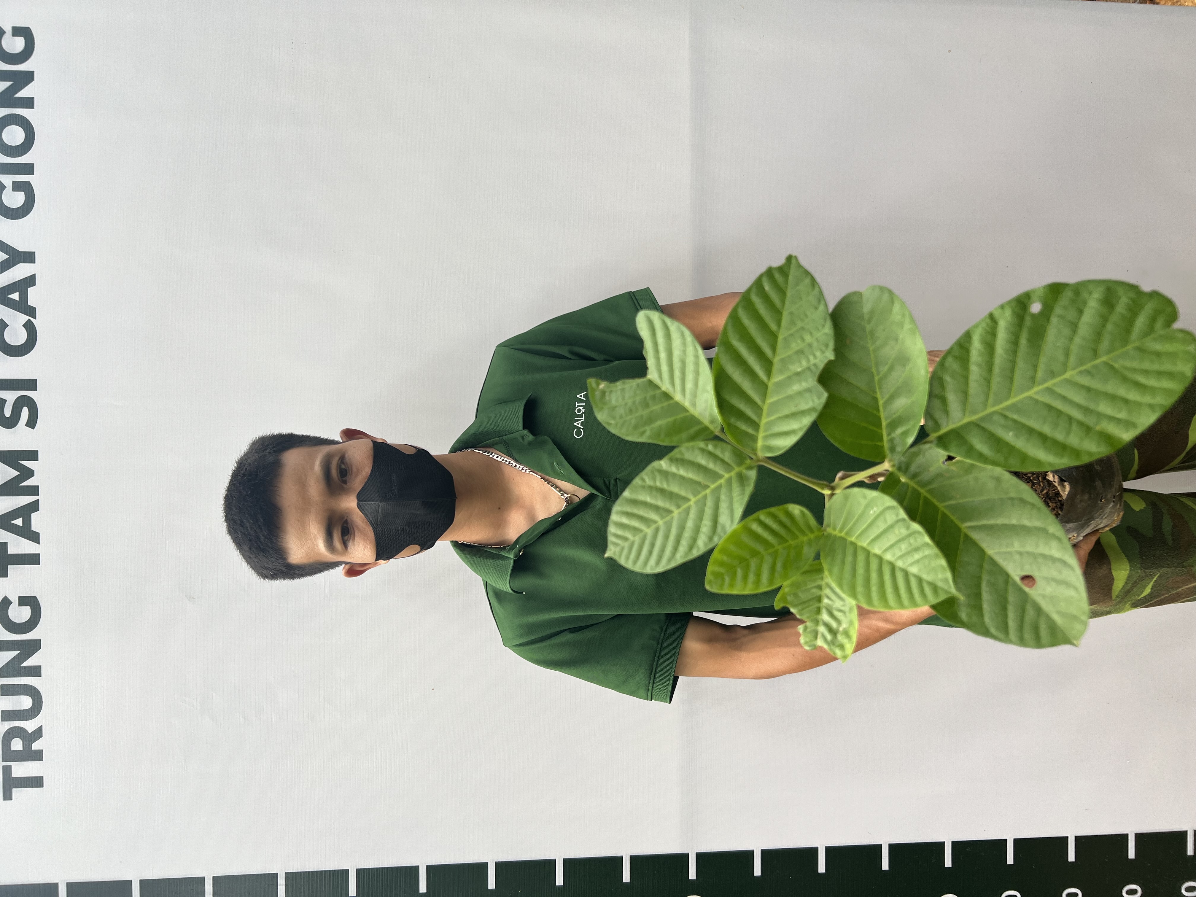 [SIÊU SALE] Bòn bon Thái cao 30-40cm PT14 CALATA_thumbnail_2