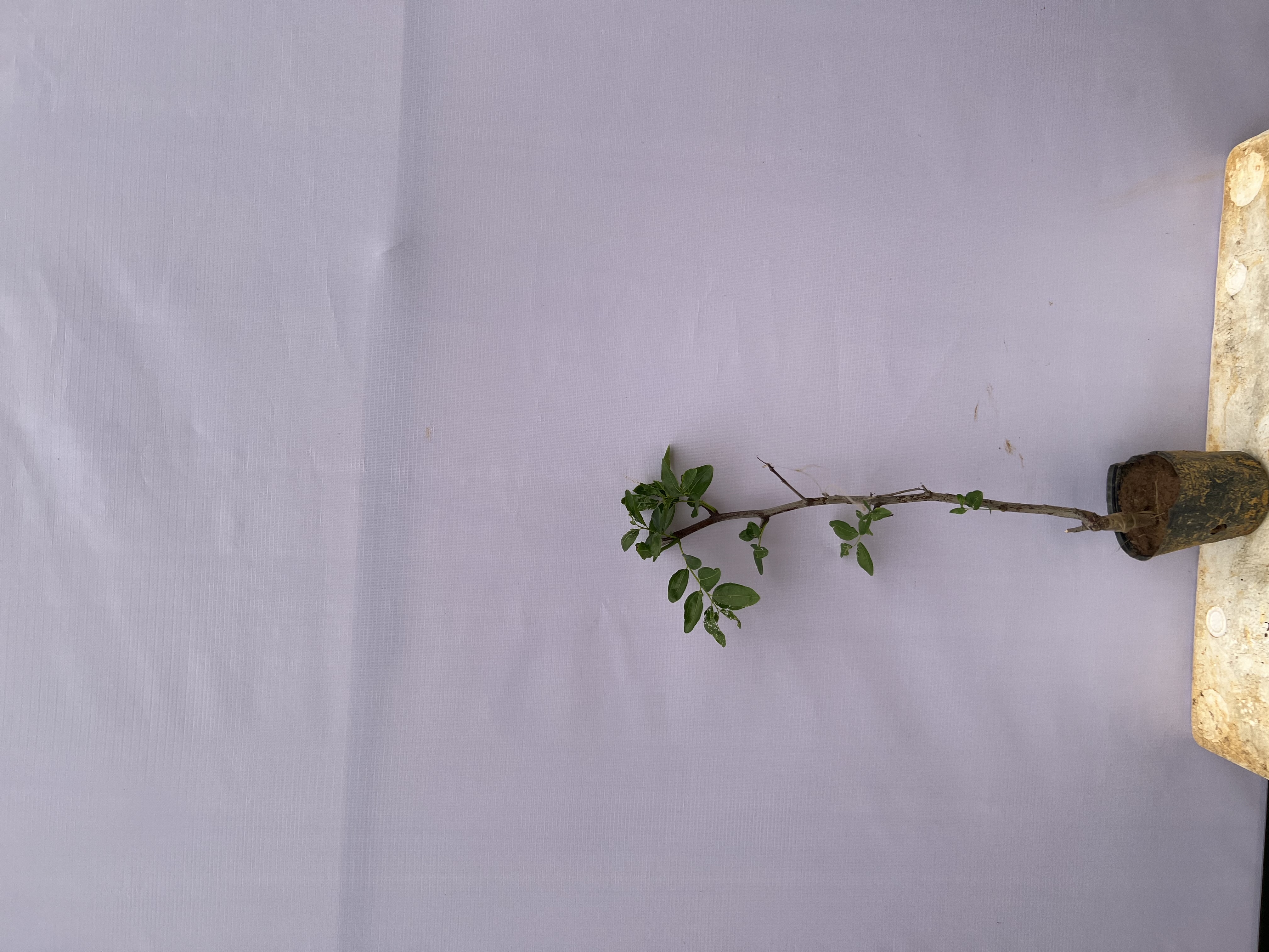 Hồng táo Dongzao cao 35-45cm PT81 CALATA_thumbnail_3