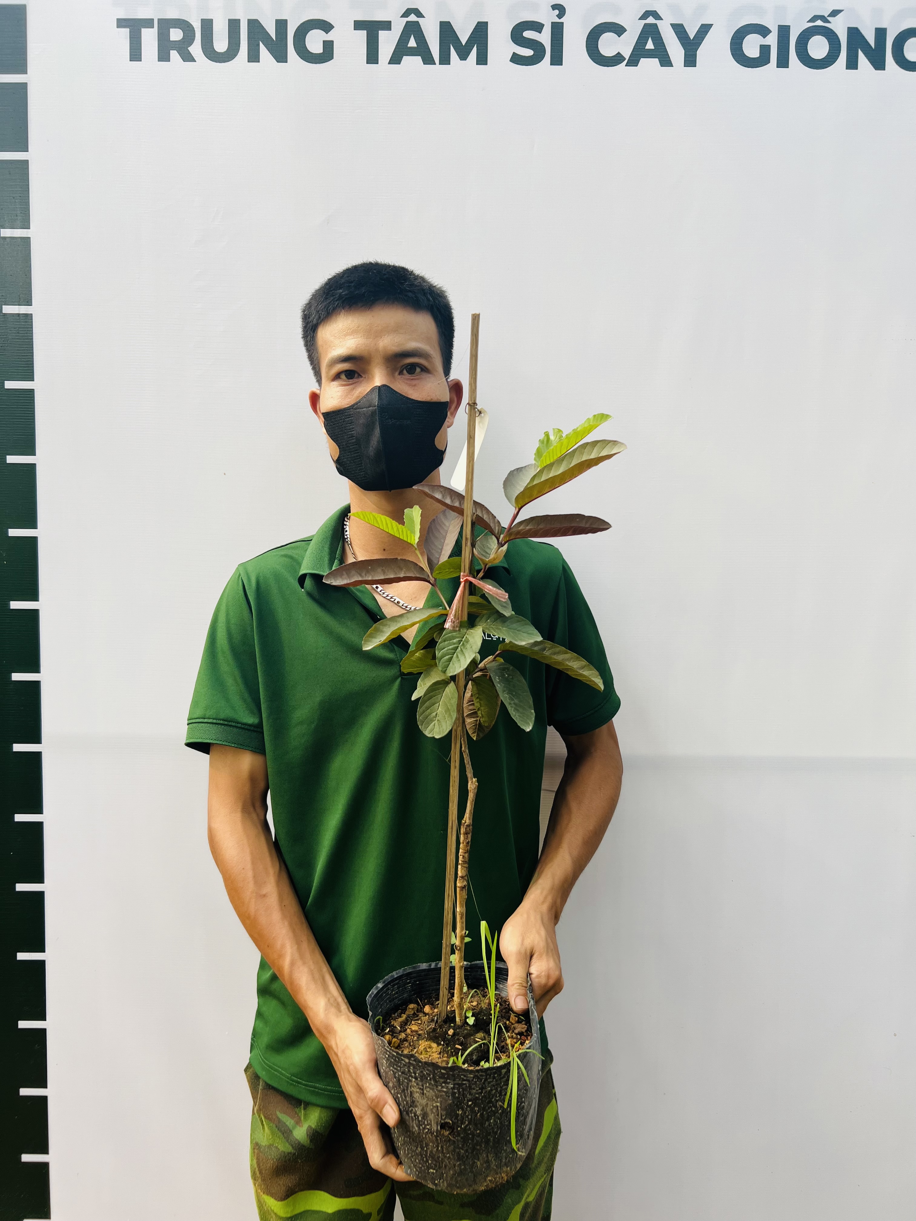 Ổi Sisaket 3 ghép cành cao 45-60cm OSK-01 CALATA_thumbnail_1