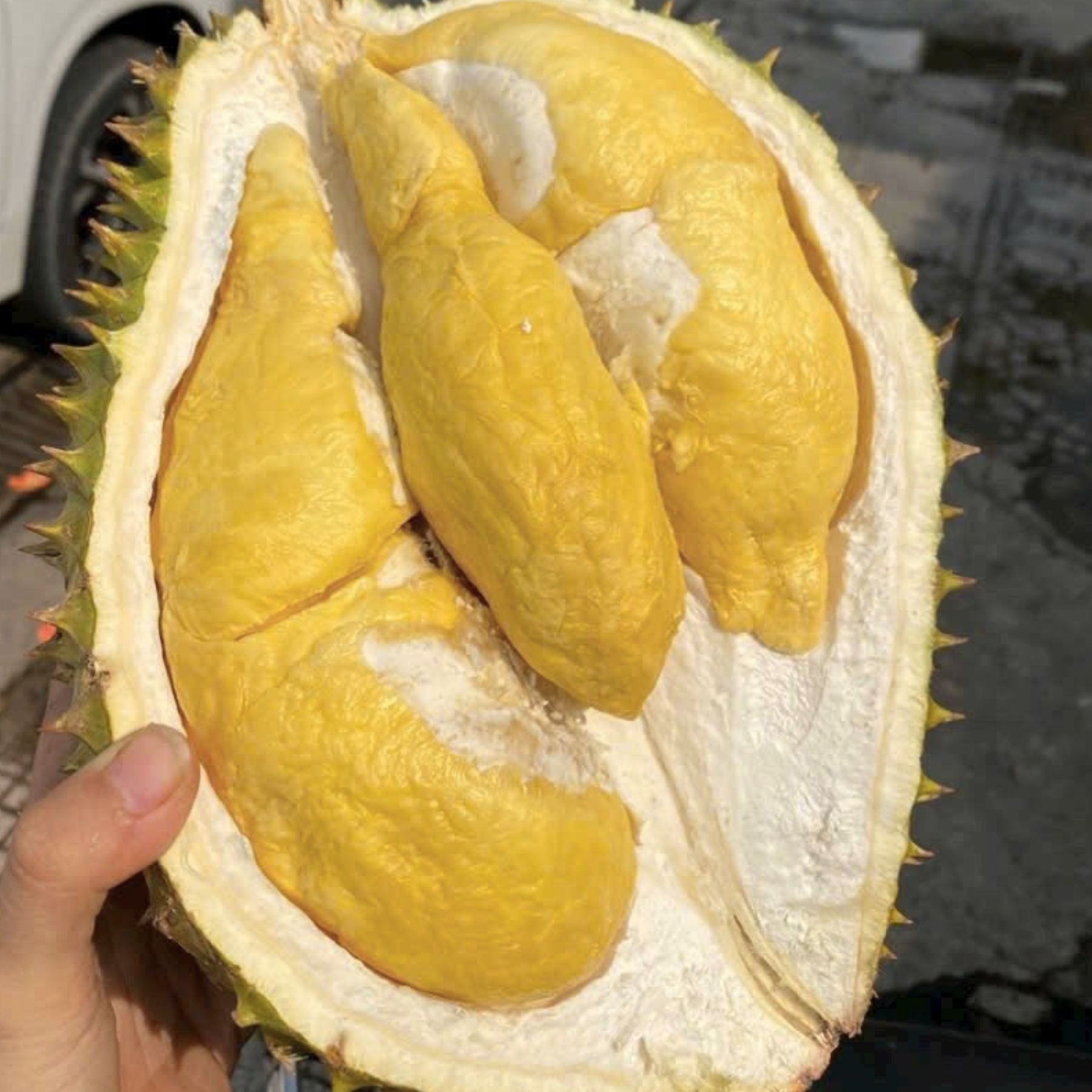 Trái Khui sầu - Sầu Riêng Ri6 MIỀN ĐÔNG ( VIETGAP )_thumbnail_3